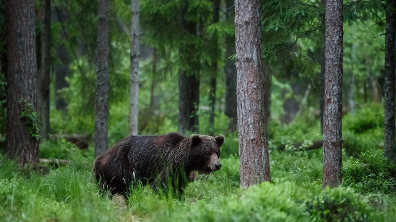 Após acidente, urso arrasta corpo de motorista para floresta nos EUA