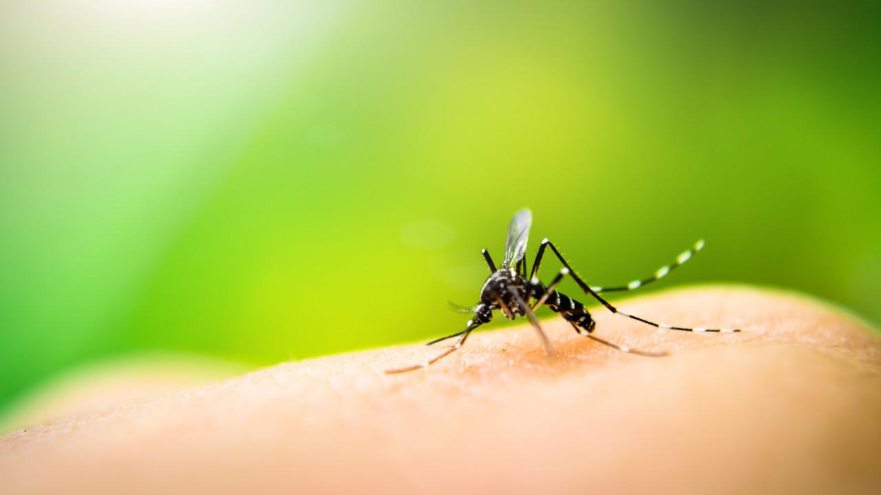 Transmitida por mosquito, febre oropouche tem alta no Brasil