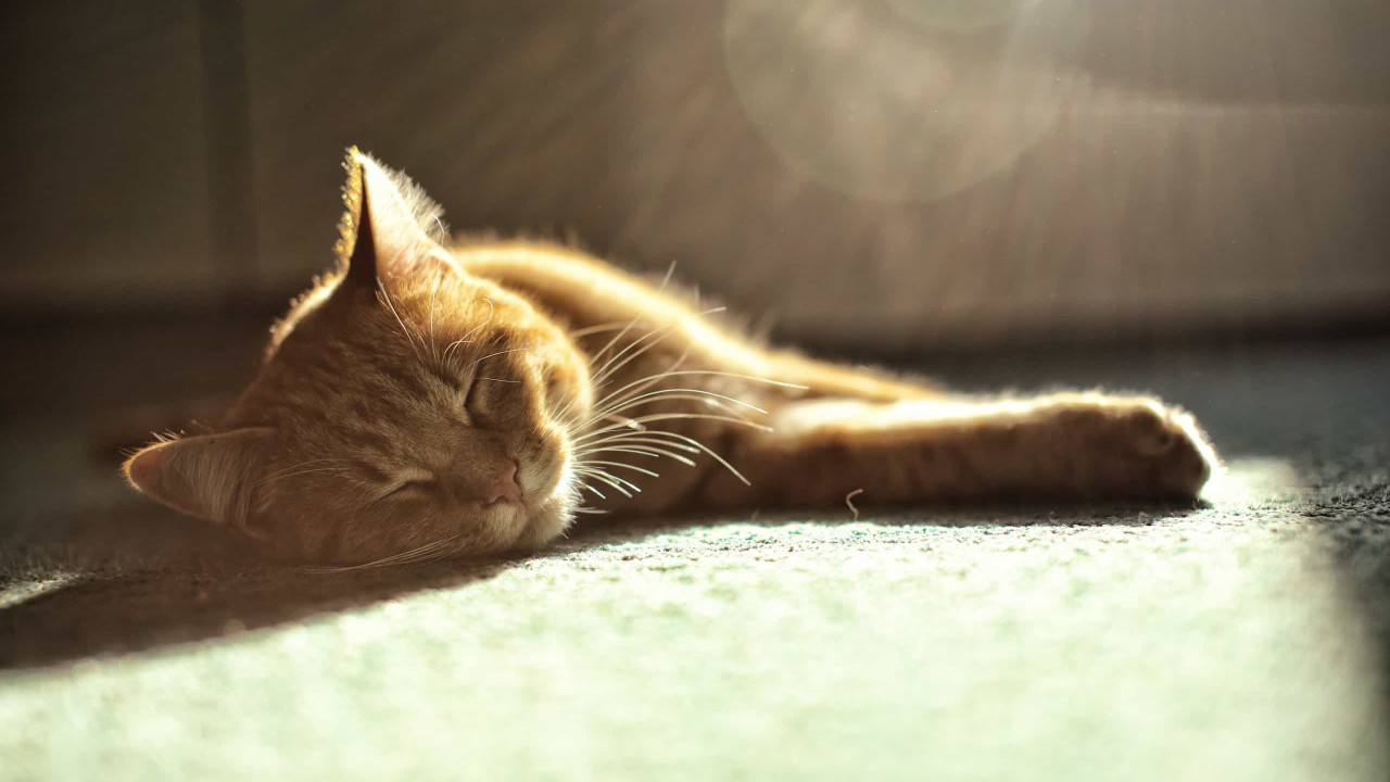 Afinal Durante Quanto Tempo Dormem Os Gatos 