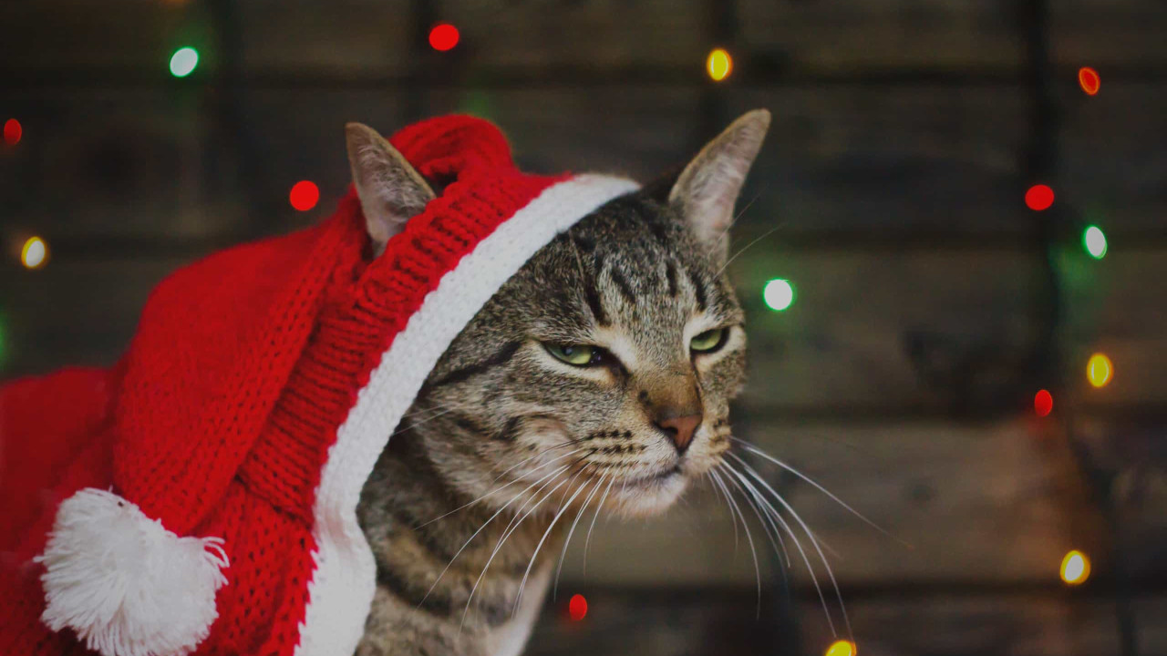Boas festas? Os quatro signos que odeiam o Natal