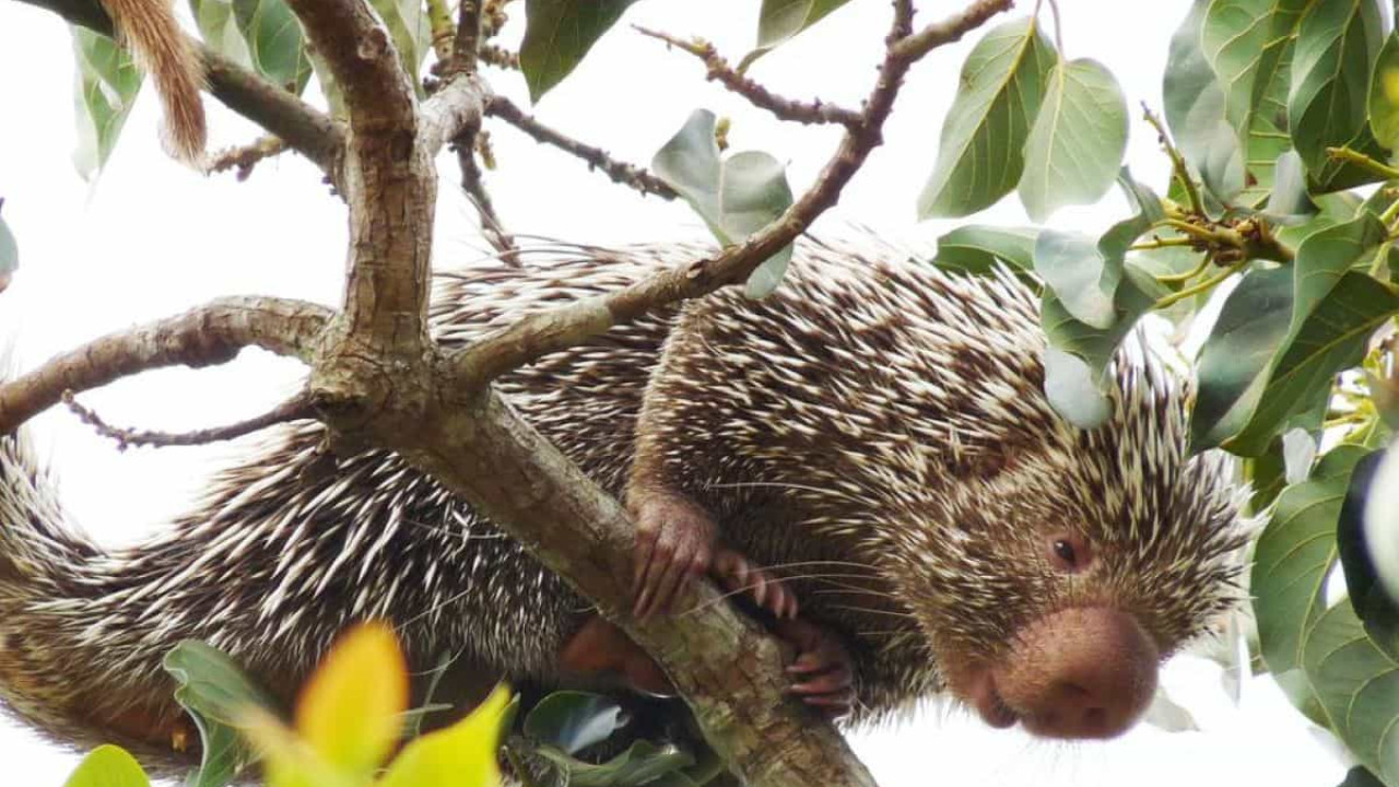 Ceará lança lista inédita de animais encontrados no estado