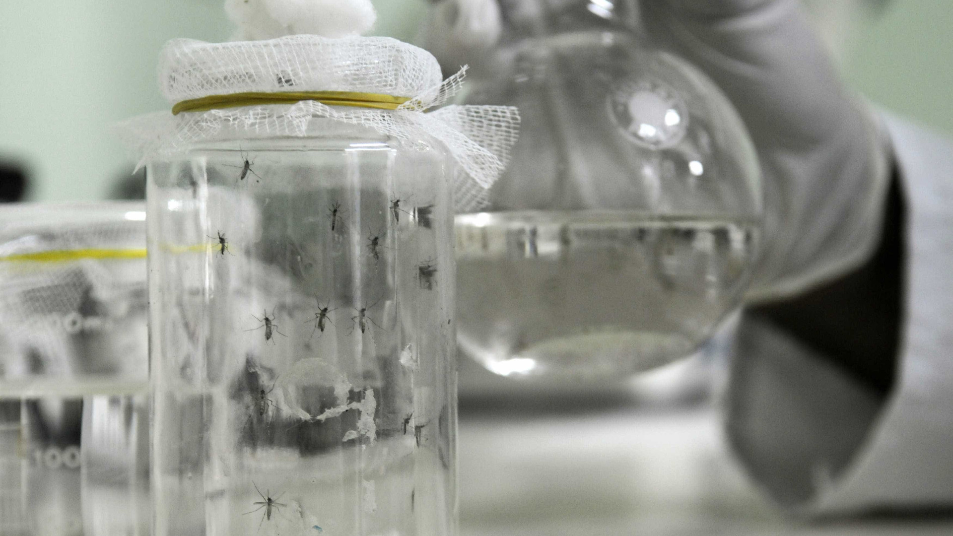 Projeto testa uso de energia nuclear no controle do Aedes aegypti