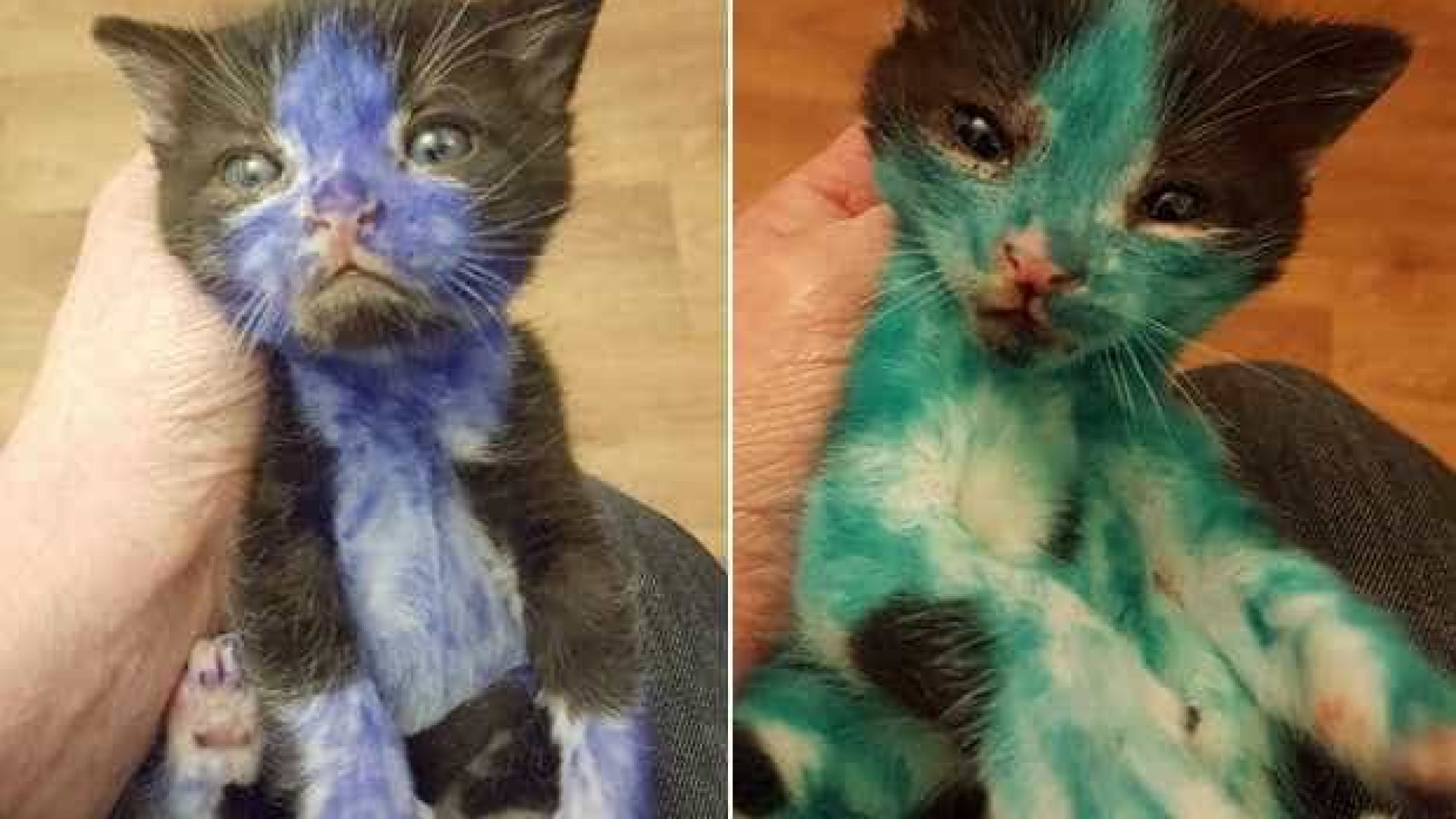 Dois gatinhos são encontrados pintados de azul e verde na Inglaterra