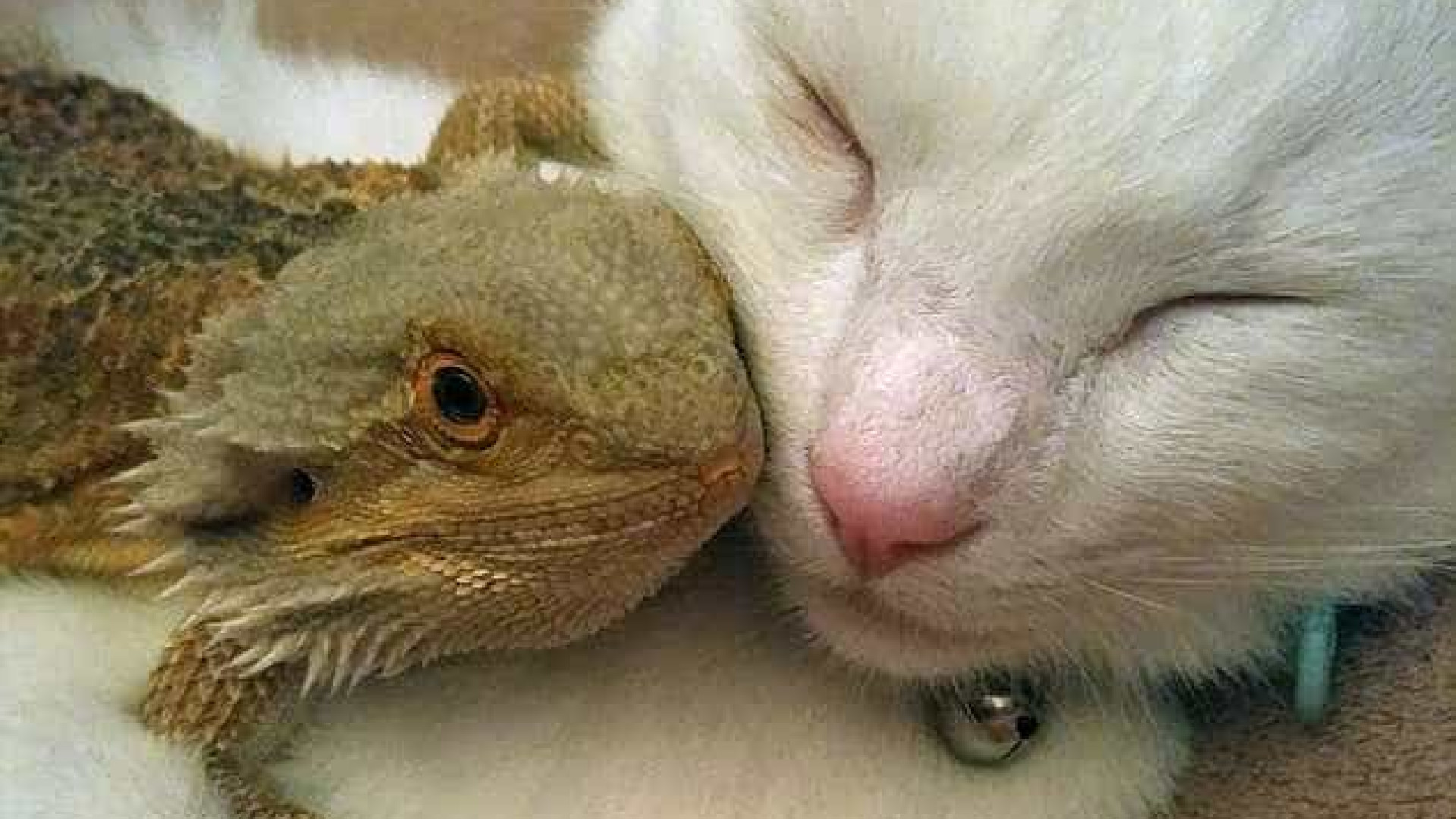 Gato E Dragao Bebe Tornam Se Amigos Inseparaveis