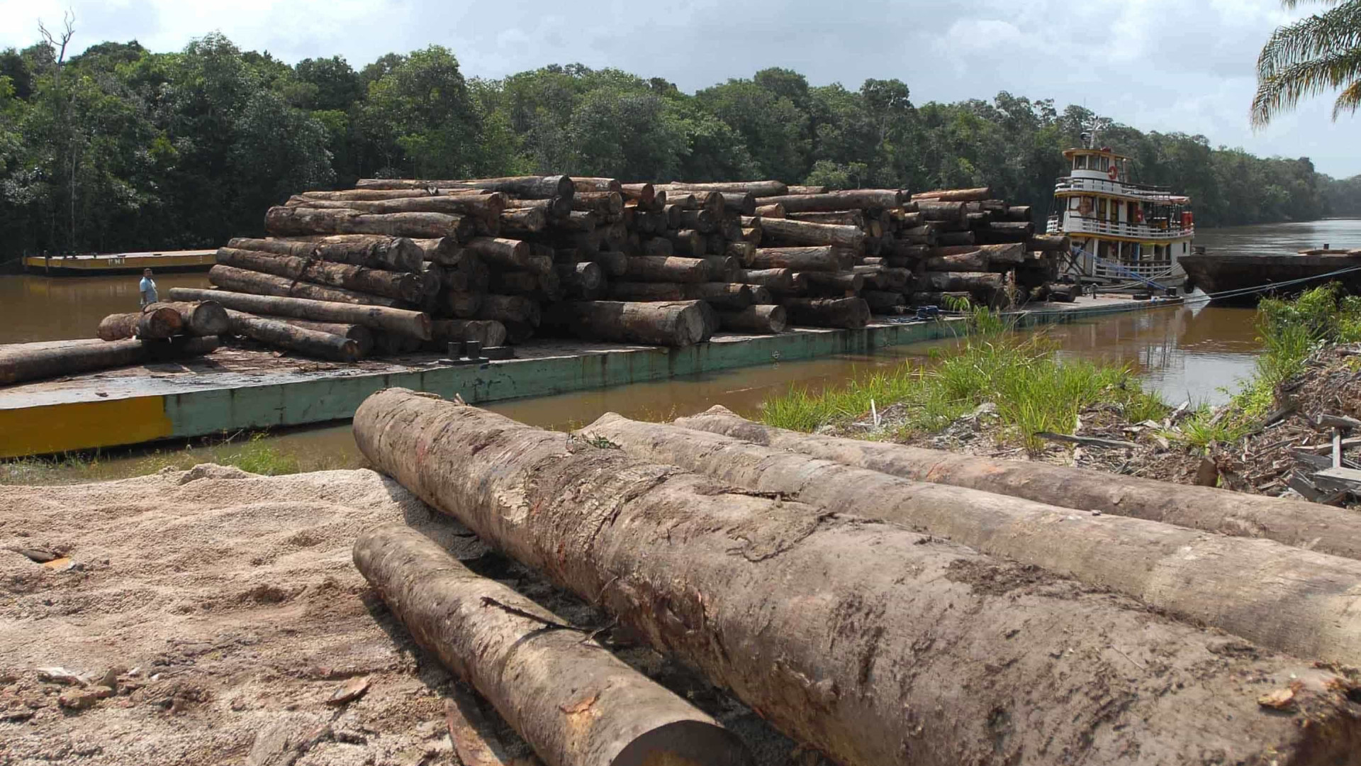 PF deflagra operação contra extração ilegal de madeira