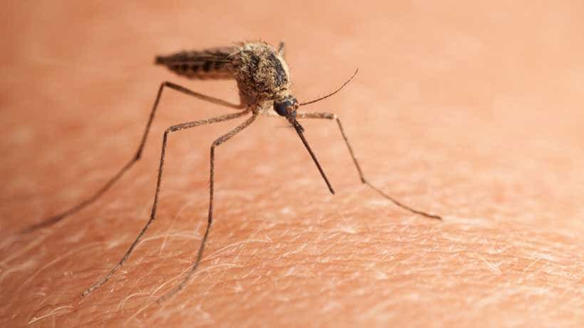 Pernilongo também pode transmitir Zika, diz estudo