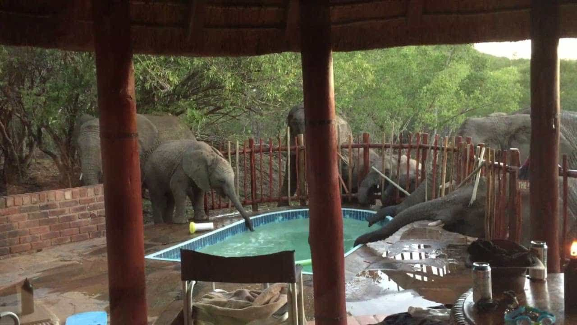Elefantes invadem piscina para beber água na África do Sul, confira!