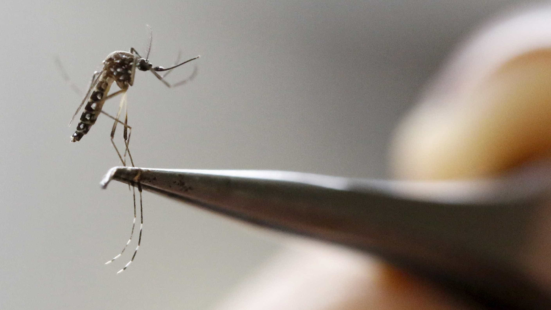 Teste de vacina contra zika mostra 
eficácia em camundongos