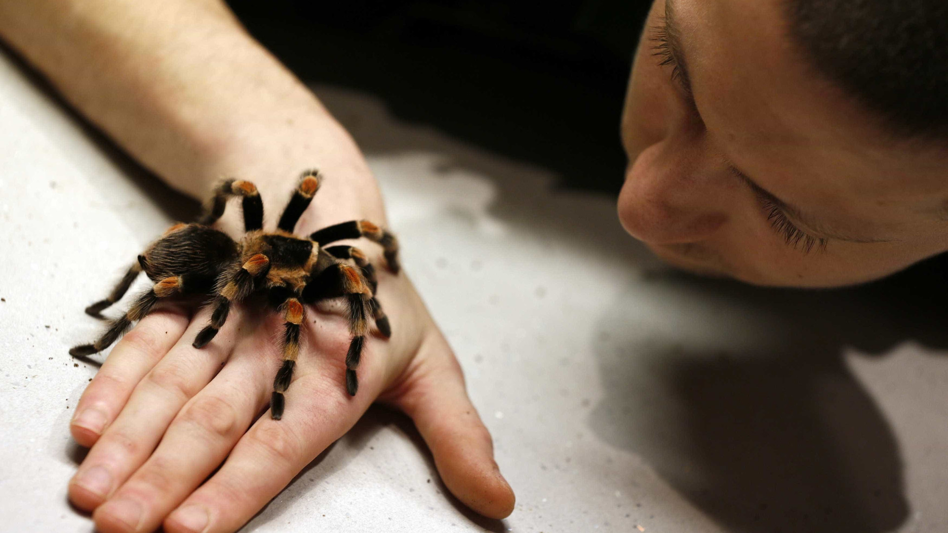 Cientistas estimam que aranhas podem
comer habitantes do planeta