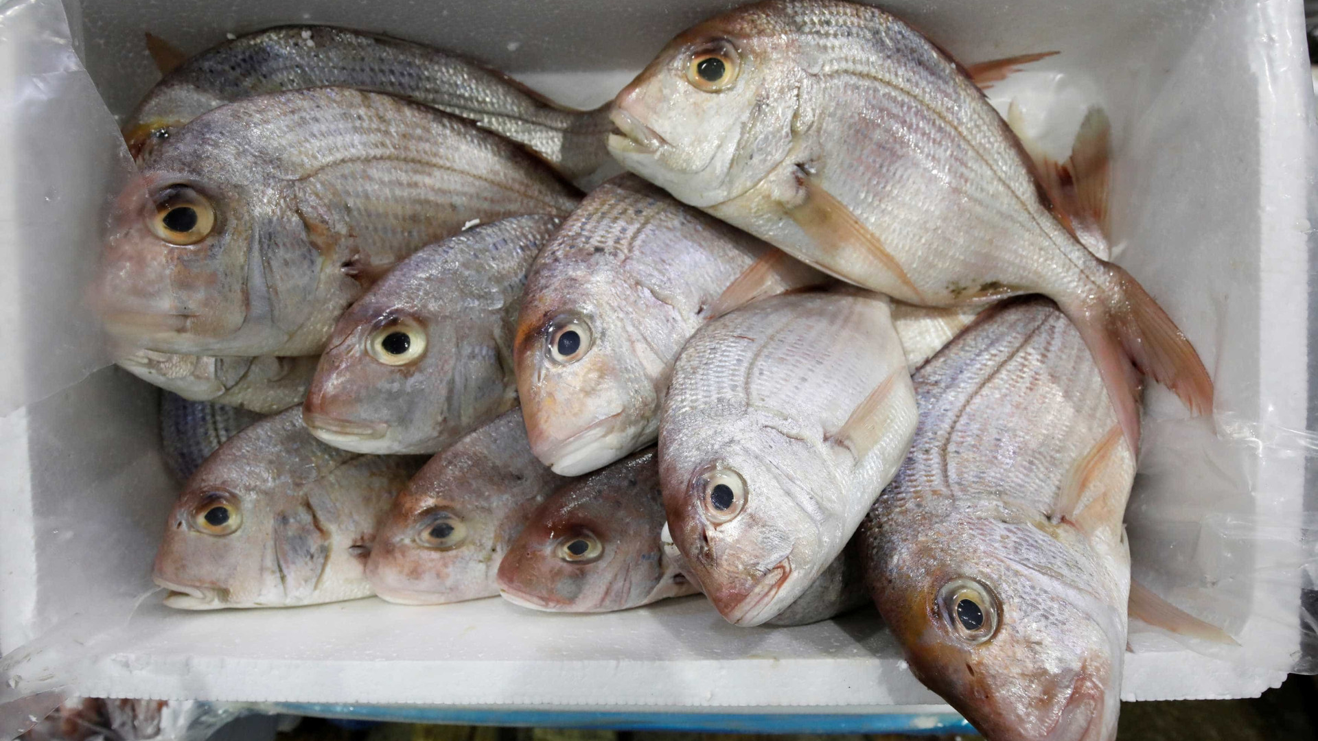 Brasil suspende exportação de pescados para a União Europeia