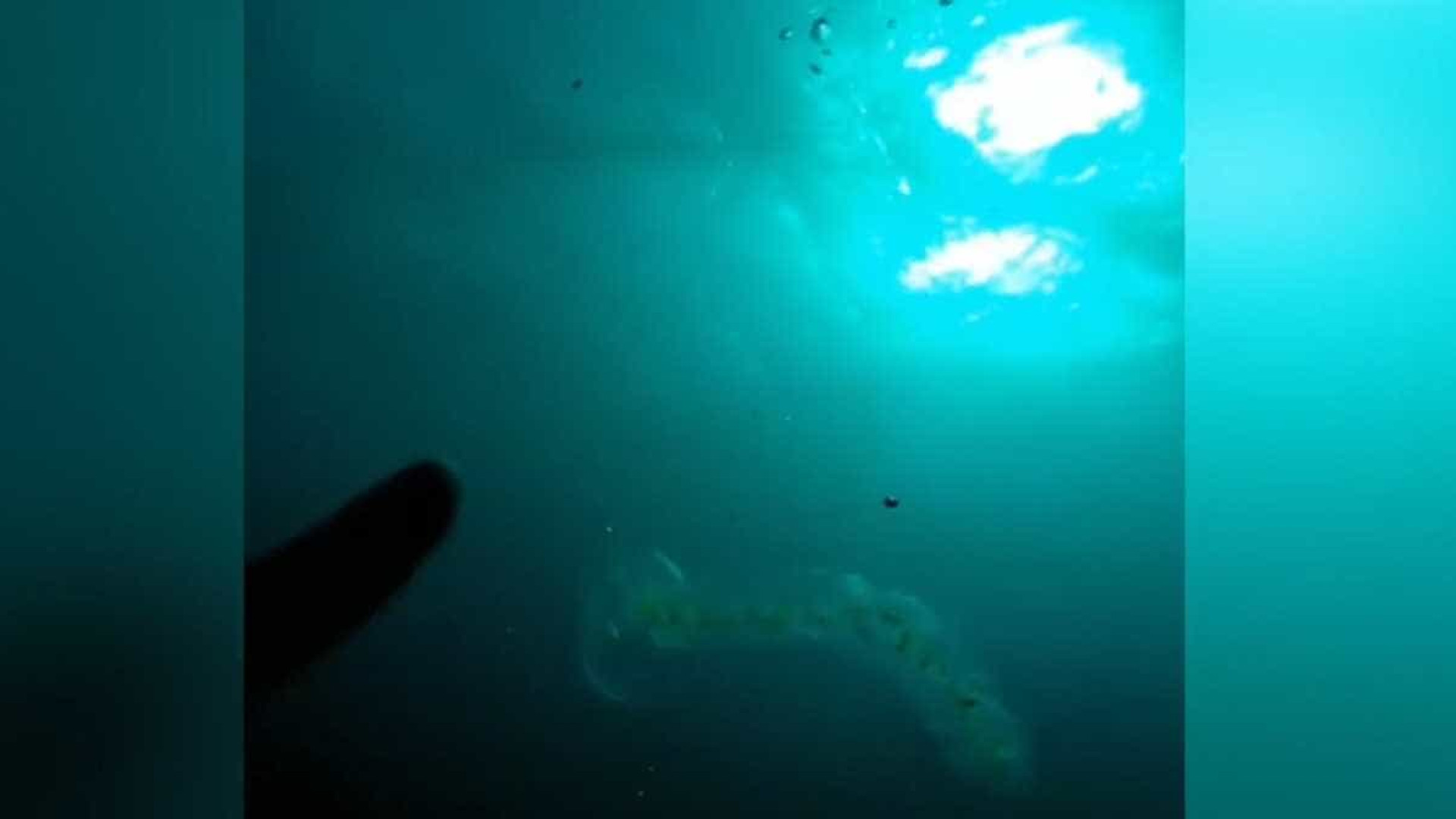 Mergulhador descobre criatura marinha mais antiga do Mundo