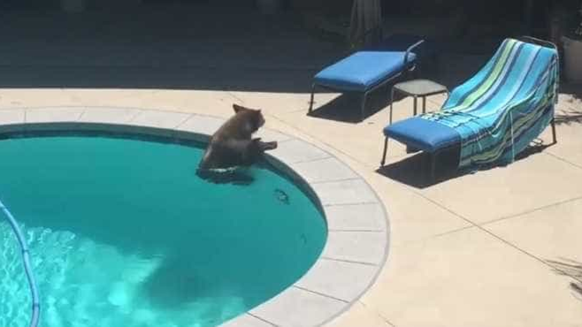 Urso invade a piscina de uma casa