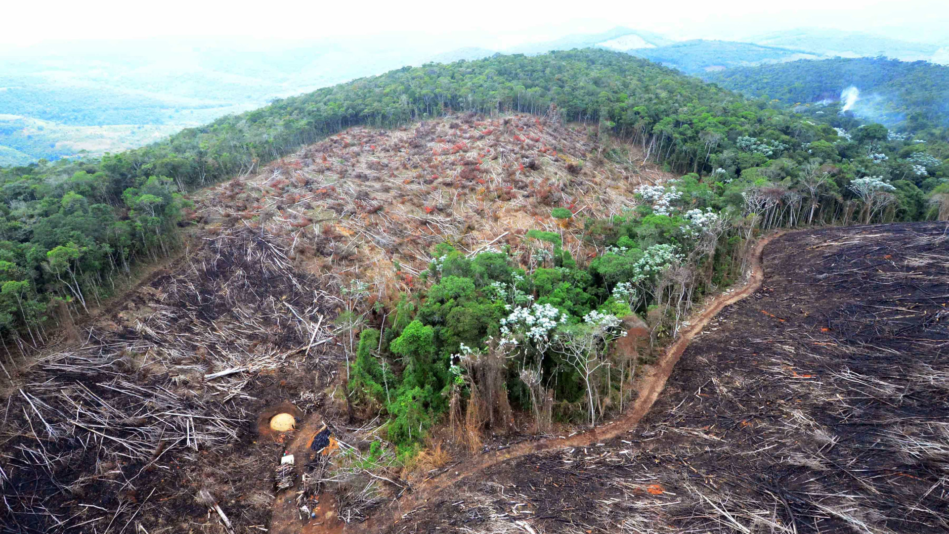 Extração de madeira valiosa na Amazônia tem indícios de fraude