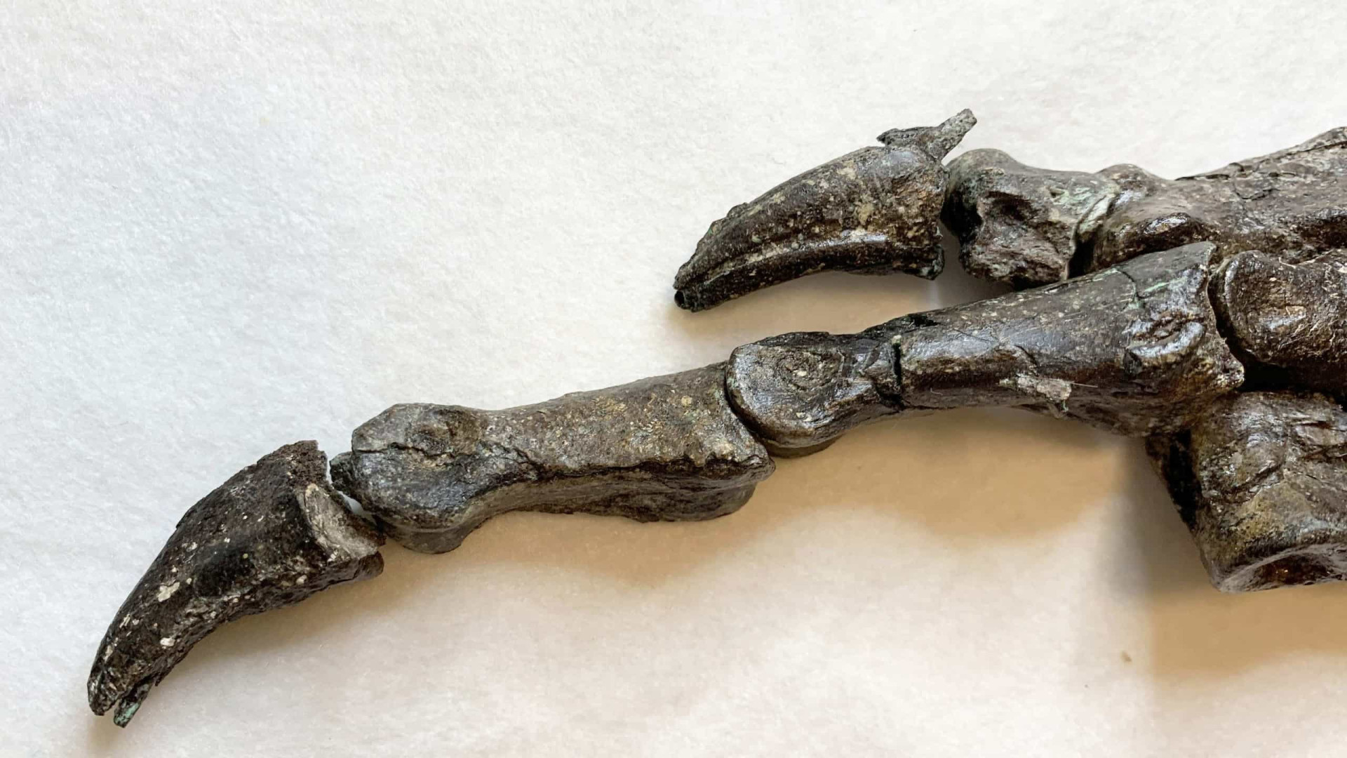 Pesquisadores apresentam fóssil de dinossauro desconhecido
