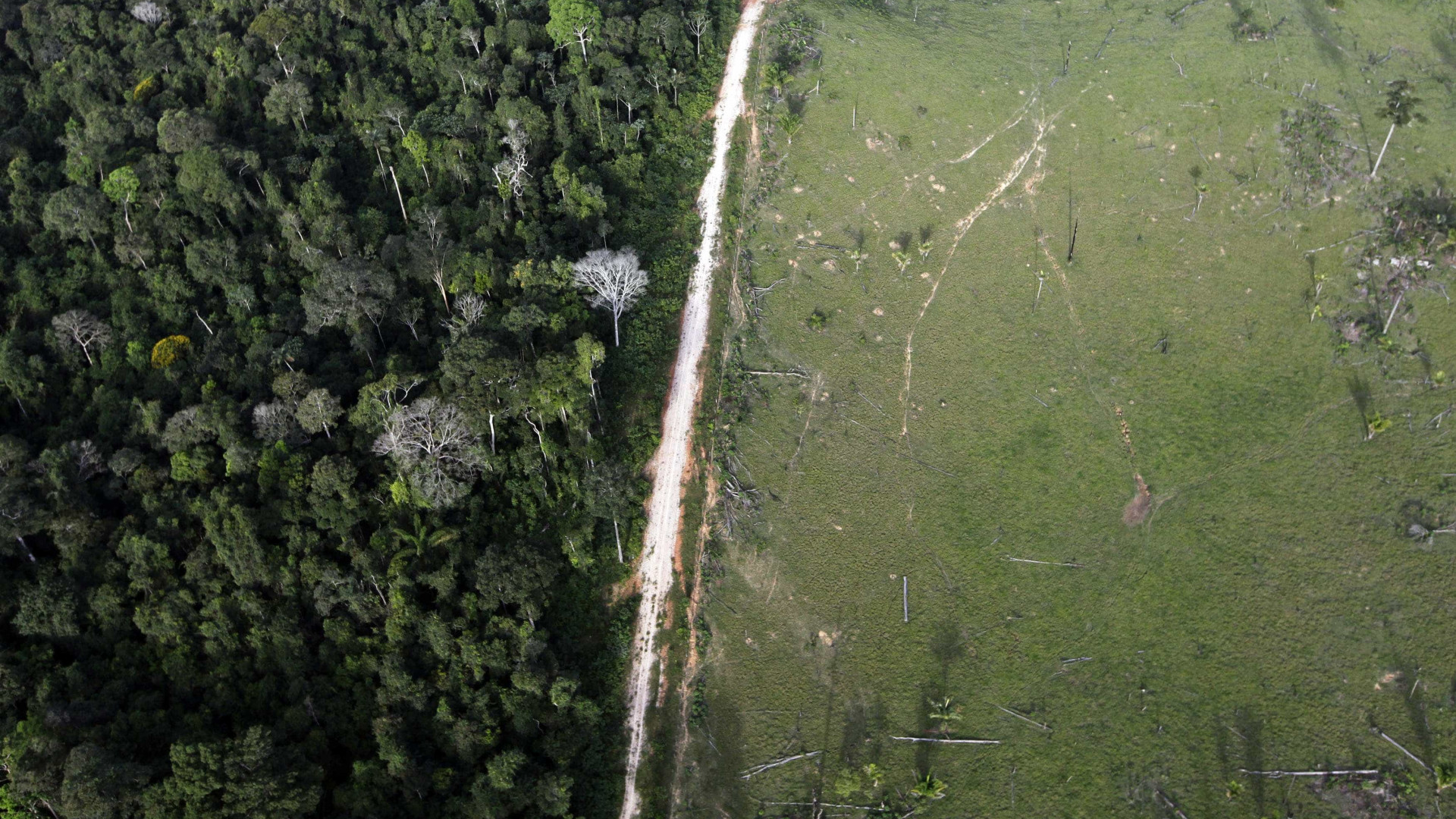 Corte de madeira na Amazônia em três meses já é o maior desde 2016