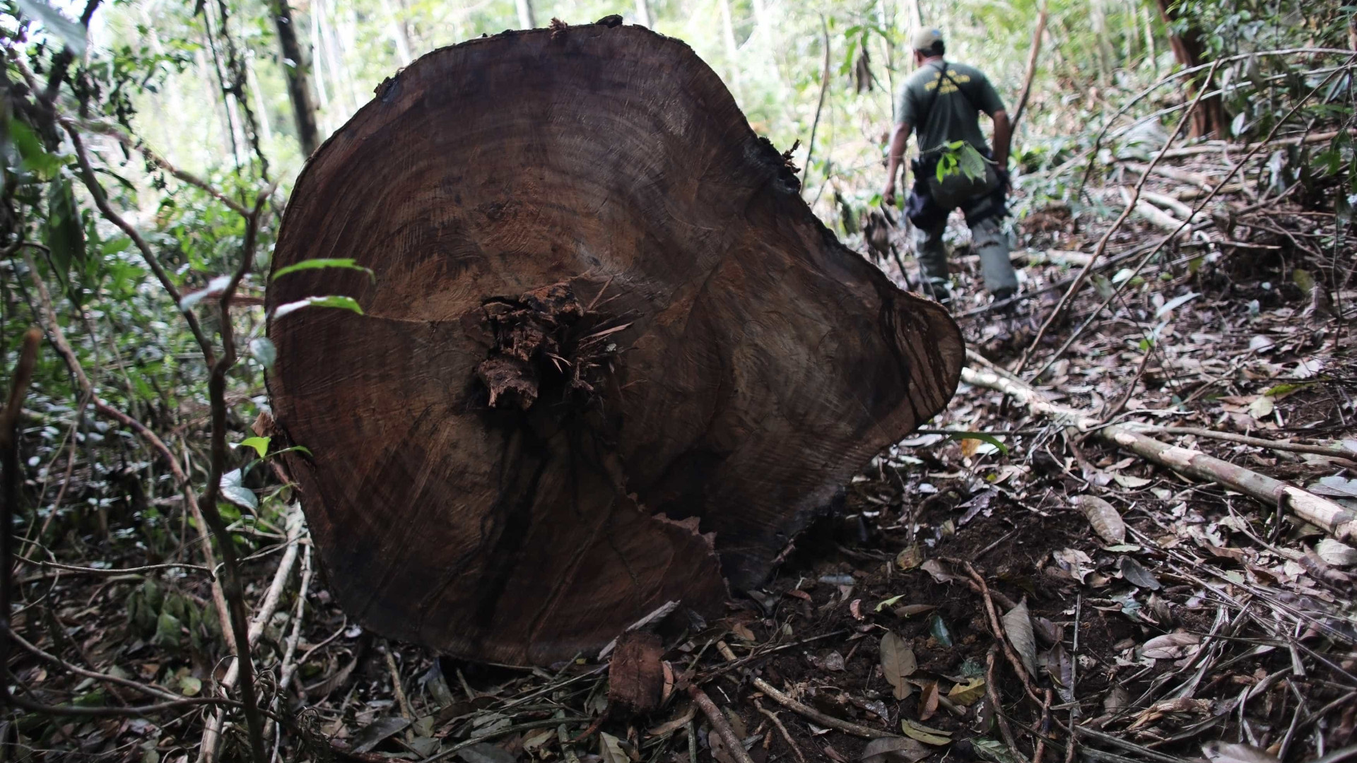 PA: ação contra desmatamento prende 9 pessoas e destrói equipamentos