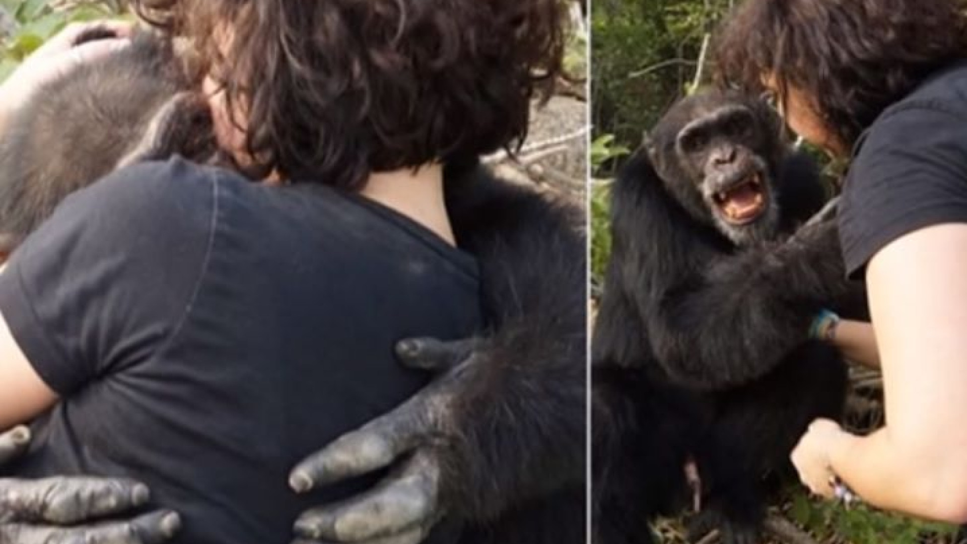 Chimpanzé sozinho em ilha não hesita 
em abraçar visitante