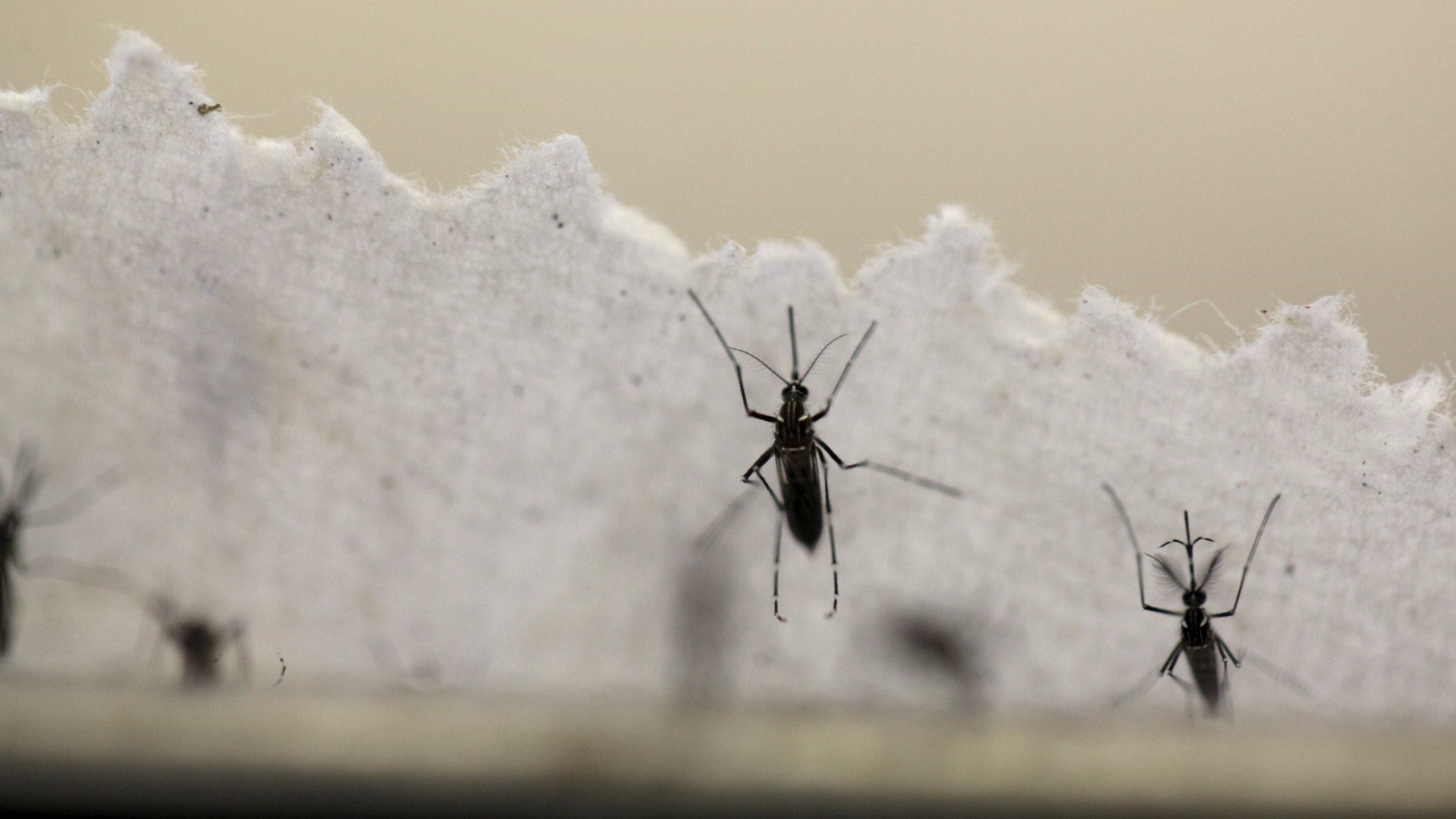 Casos de dengue crescem 43,9% no Brasil no início do ano