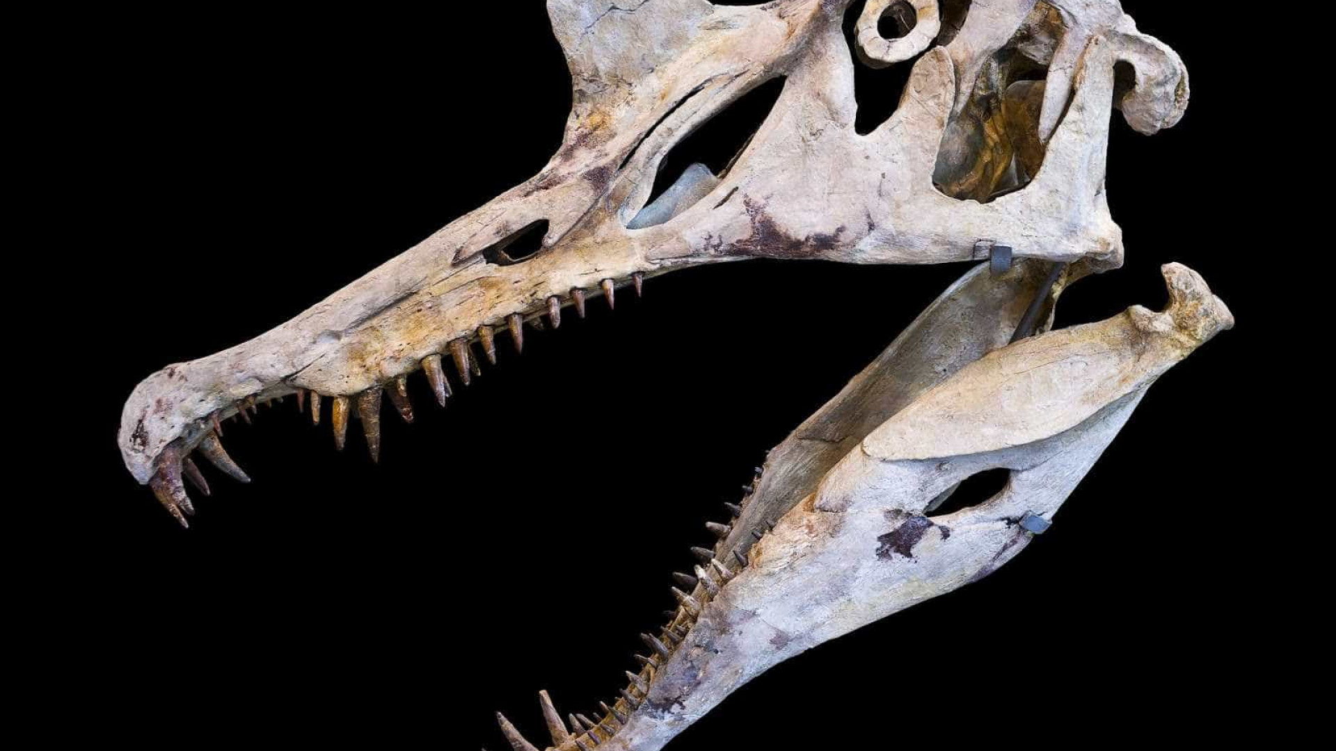 Novo fóssil brasileiro é mais completo ancestral de pterossauros já descrito