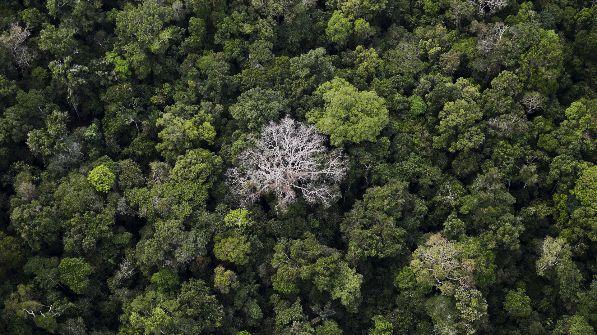 Família indígena estava a bordo de avião desaparecido na Amazônia