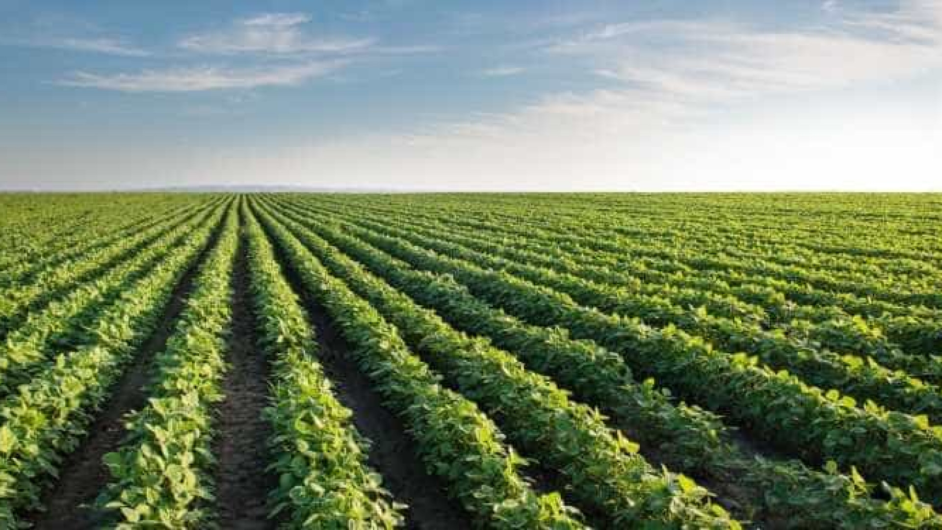 Revolução agrícola no Brasil foi realizada usando 8% das terras, diz Bolsonaro
