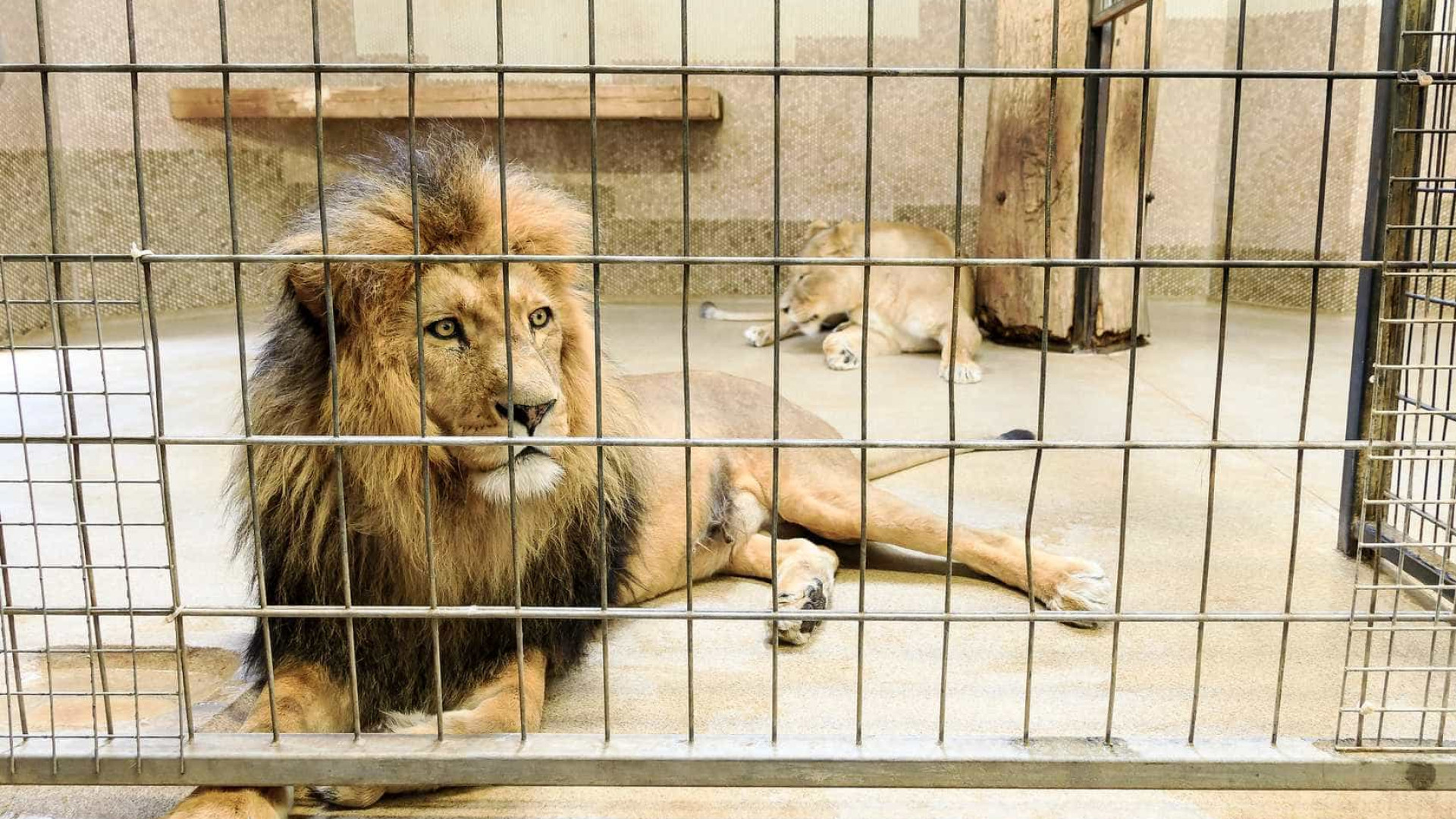 TripAdvisor deixa de vender ingressos 
de atrações com animais