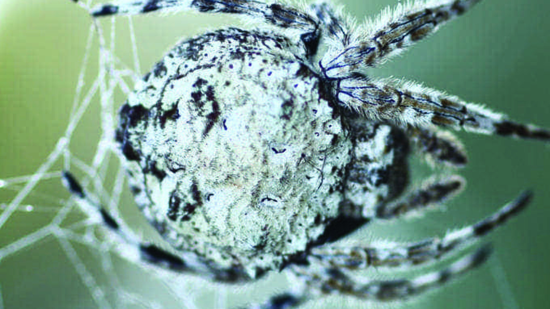 Conheça a aranha de Madagascar que é fã de sexo oral