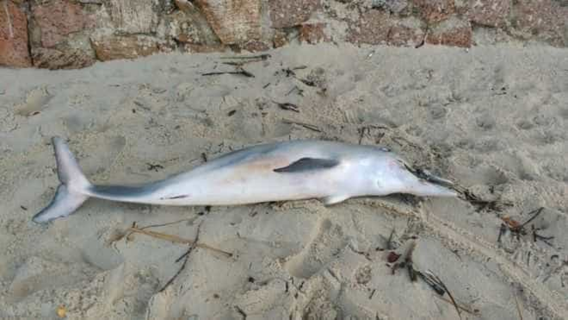 Golfinho encontrado morto em Ubatuba
com tira de sandália na boca
