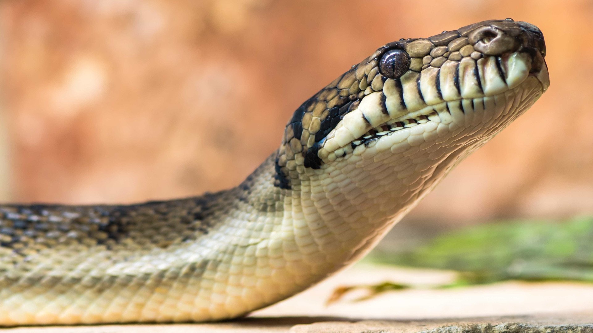 Cobra venenosa invade quadra e paralisa jogo de tênis na Austrália