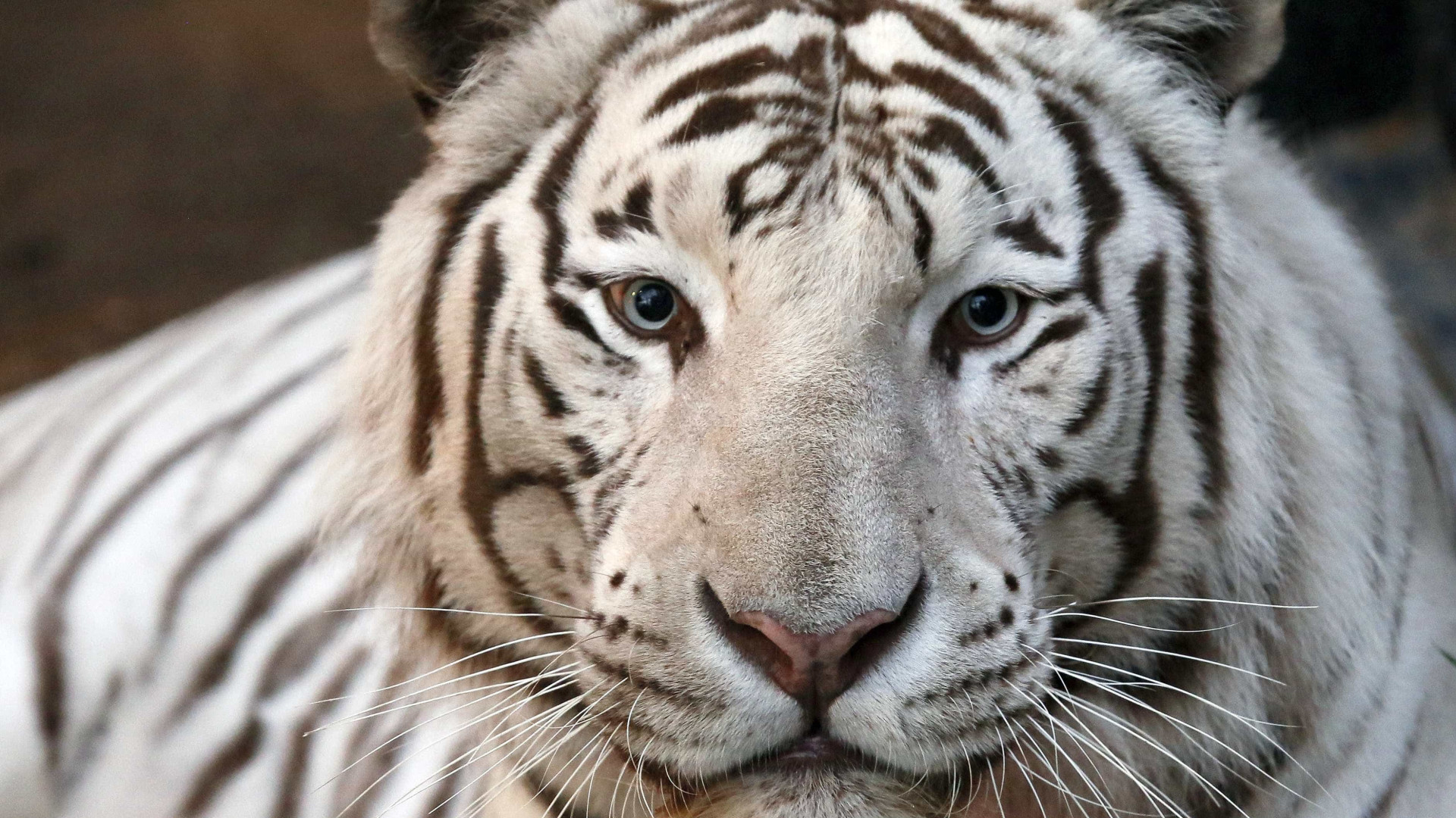 Filhote de tigre branco é abandonado em caixote de lixo em Atenas