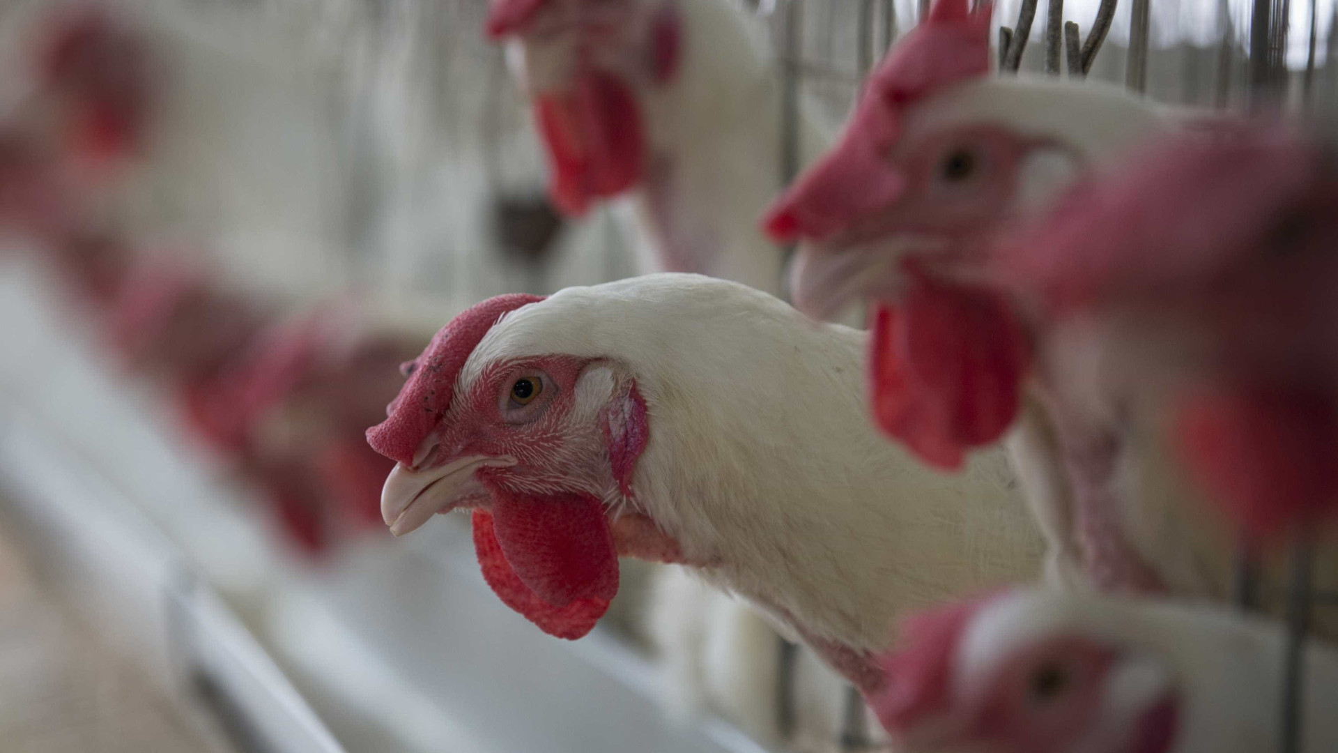Exportações de frango crescem 16,2% em outubro