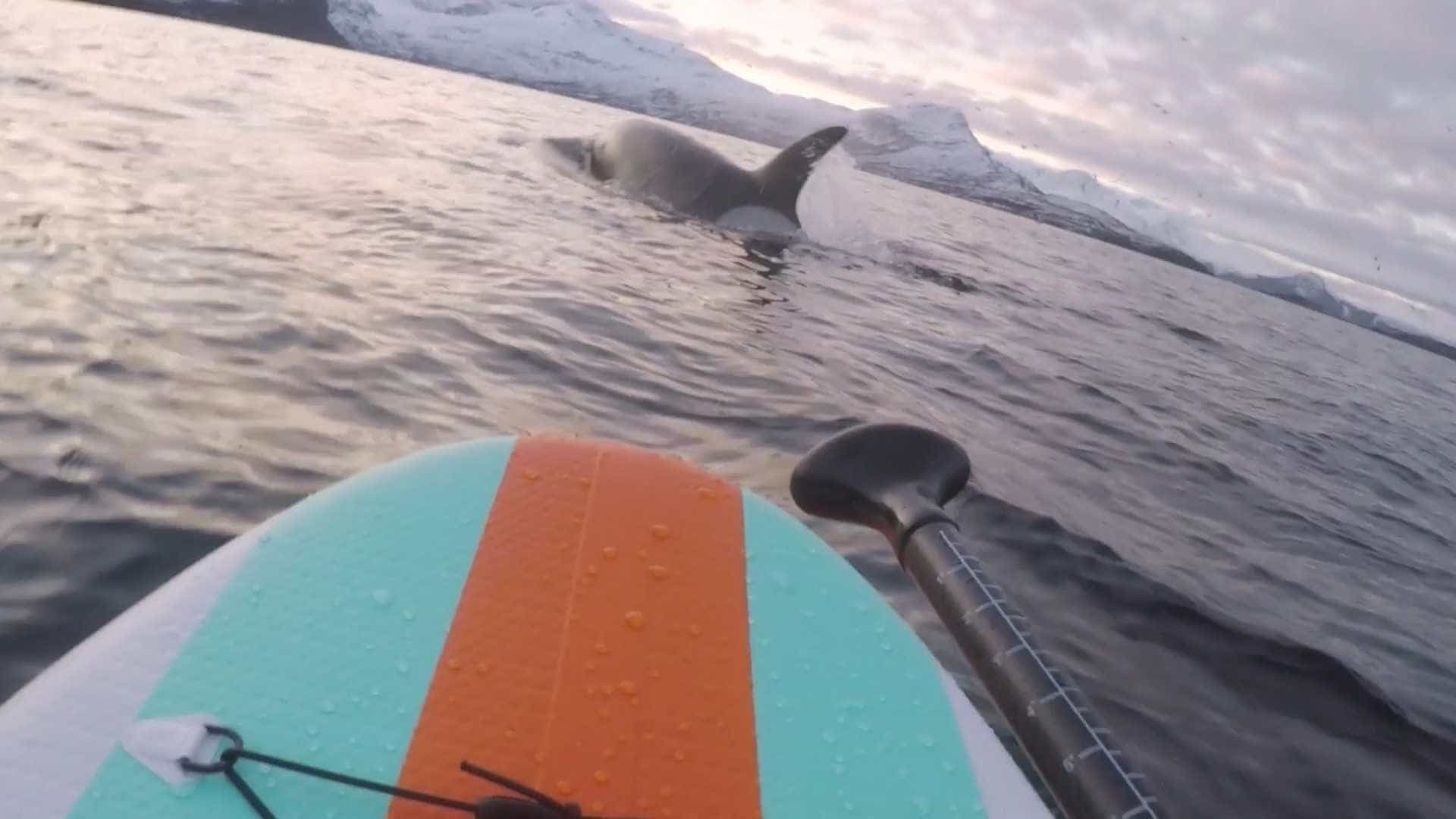 Surfista se aproxima de grupo de orcas na Noruega; vídeo