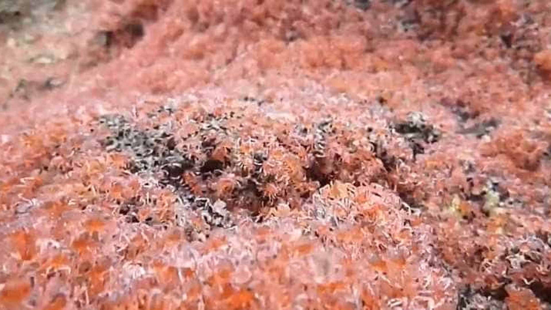 Milhões de caranguejos migram da água para a floresta Ilha do Natal