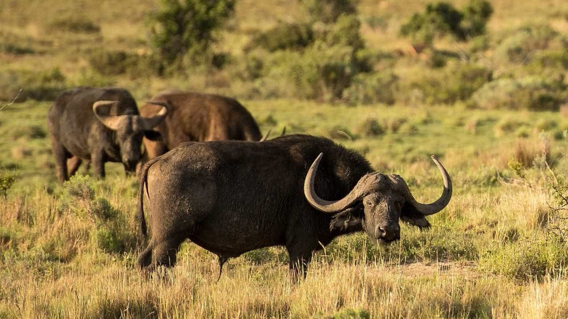 Dono de fazenda nega maus-tratos e diz que búfalos morreram de 'velhice'; MP investiga