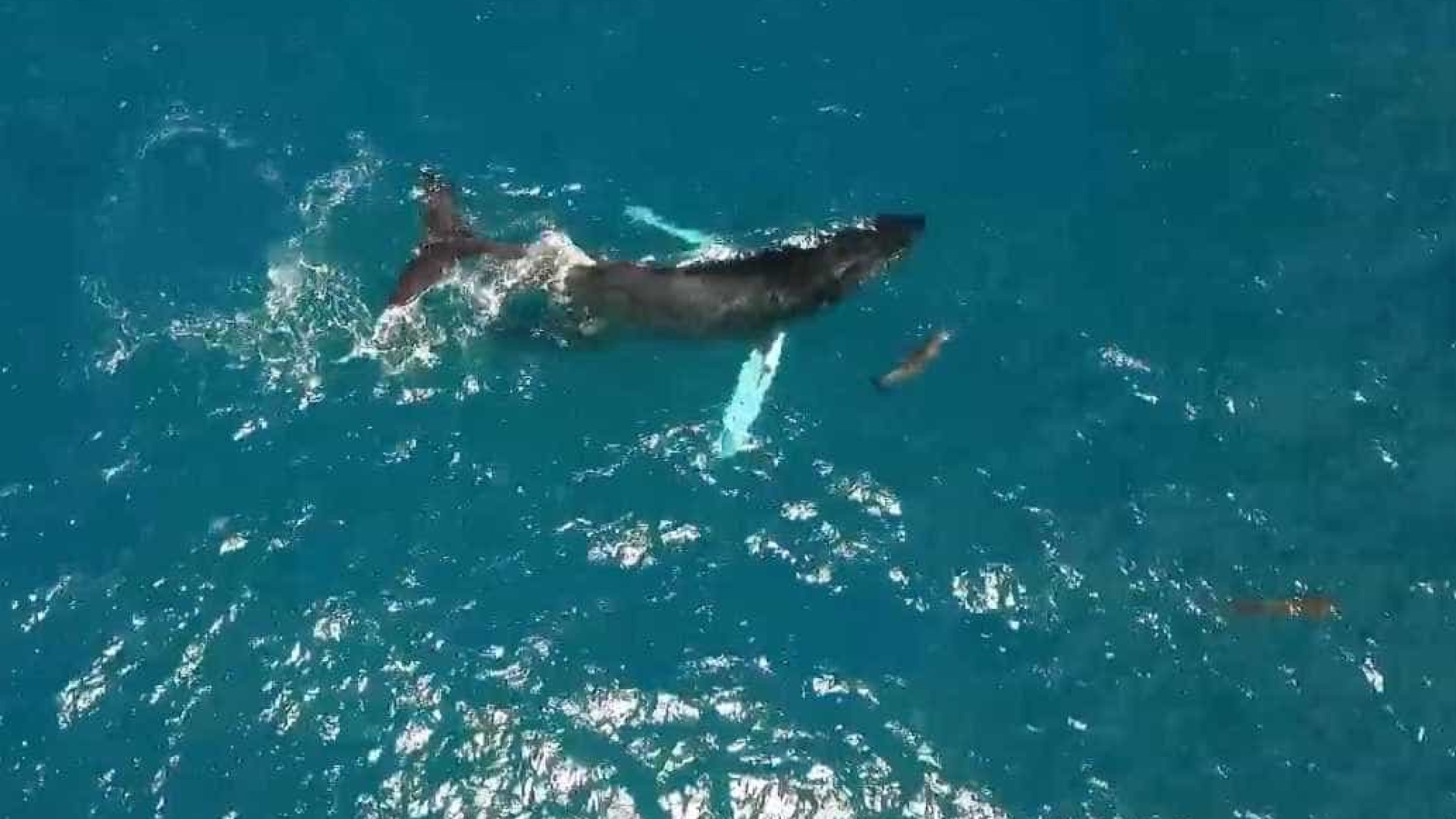 Filmagem única de baleias e golfinhos nadando juntos