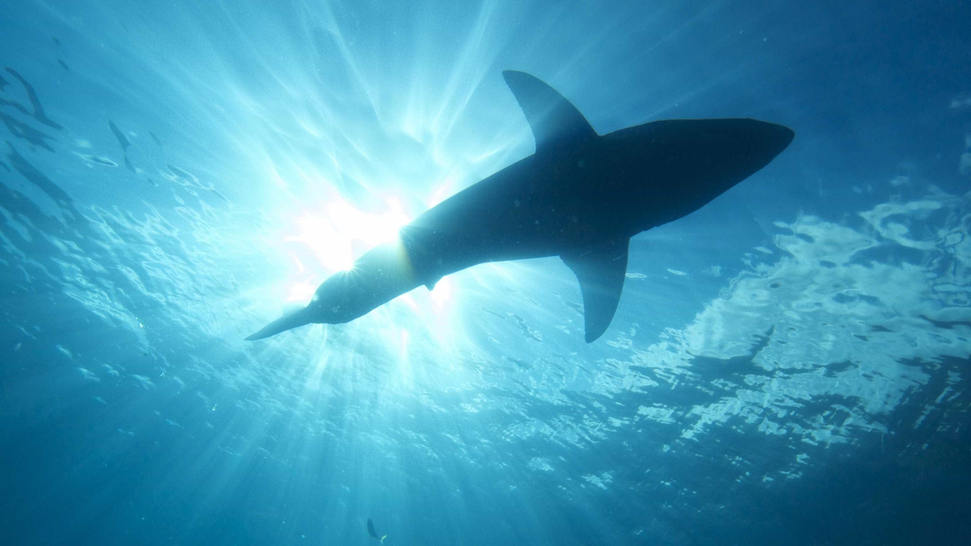 Aumento de pessoas no mar pode explicar mais ocorrências com tubarões