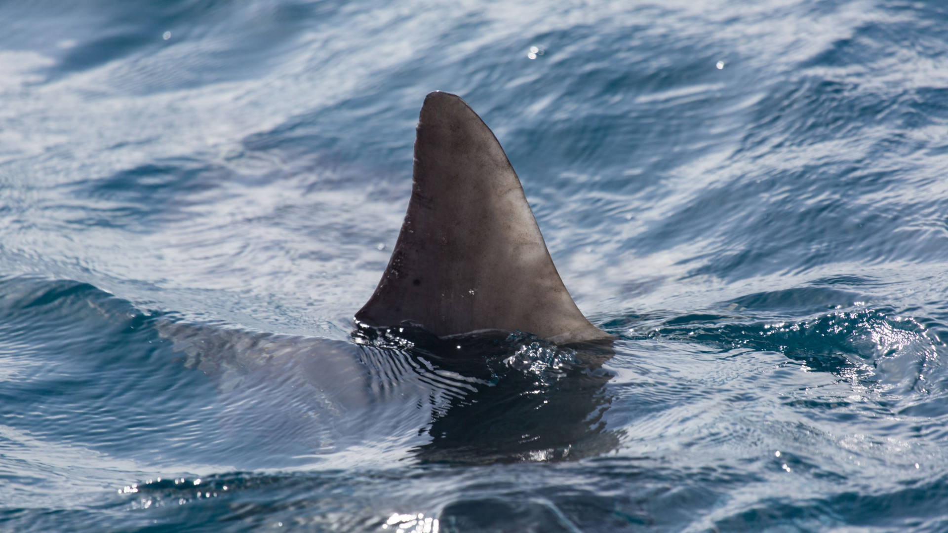 Segundo caso de ataque por tubarão é confirmado em praia de Ubatuba