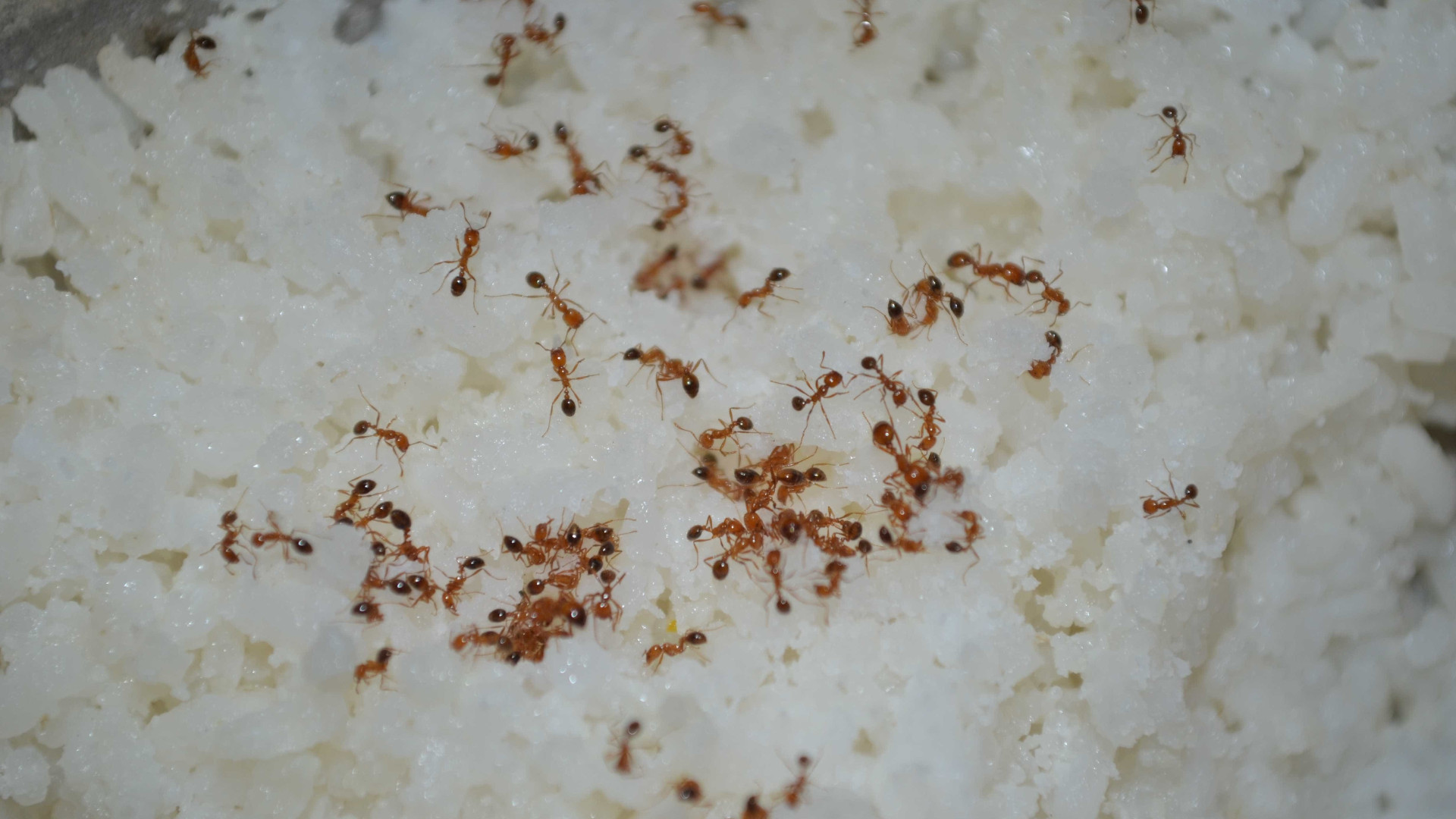 Saiba como acabar com as formigas na cozinha