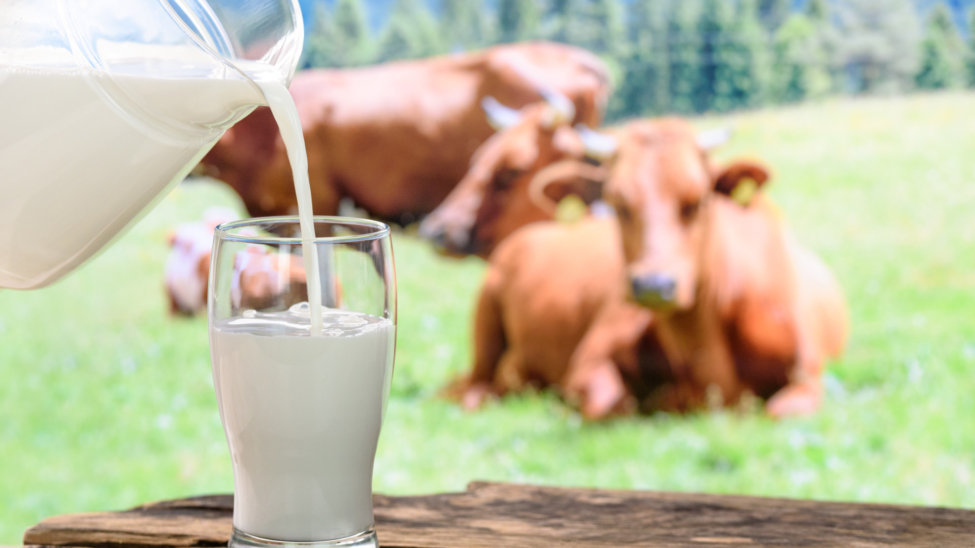 10 ótimos substitutos para o leite de vaca