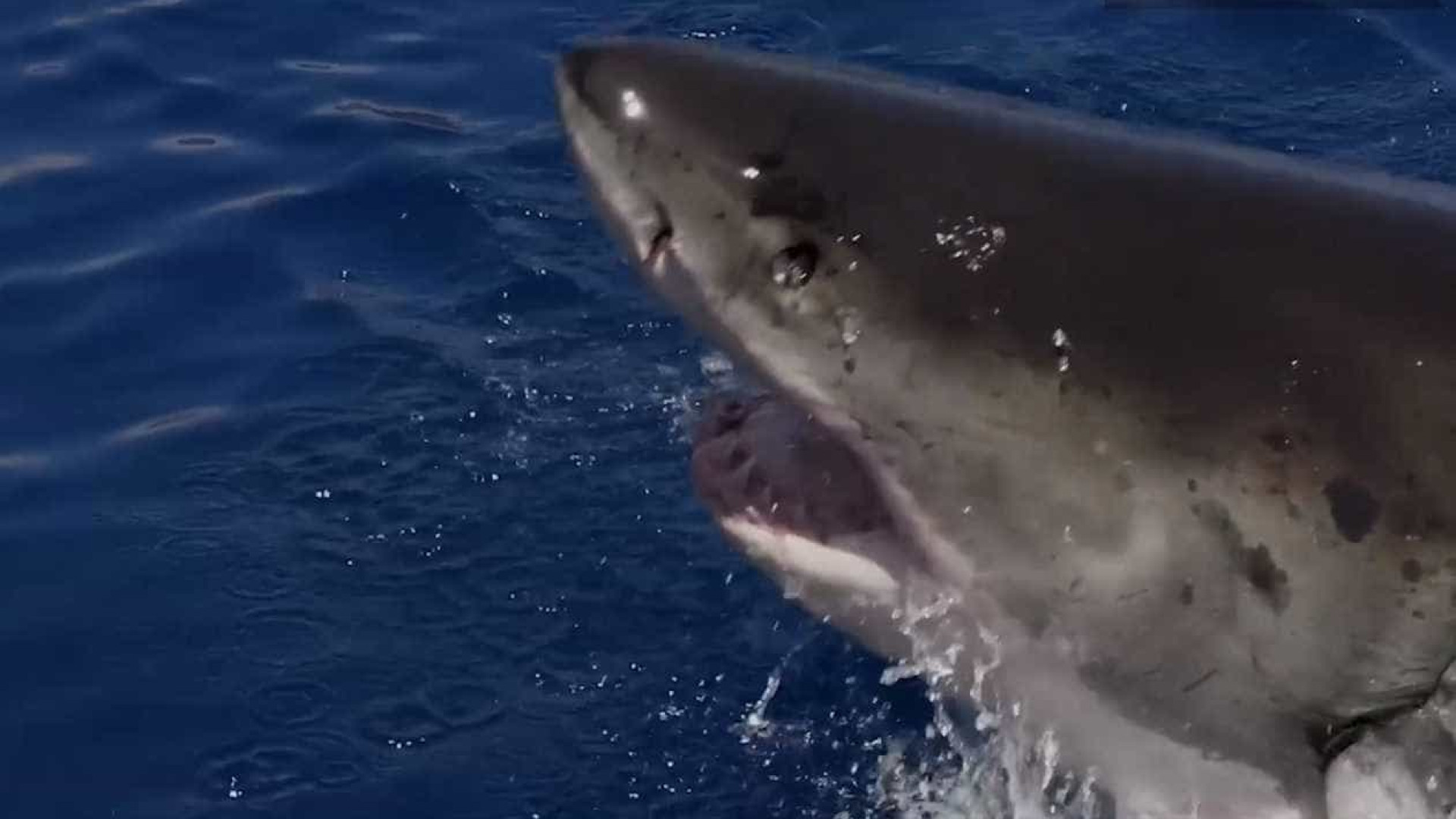 Tubarão-branco é captado em slow-motion incrível