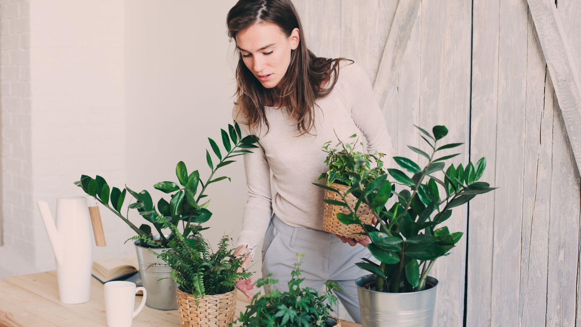 Conheça dez plantas ideais para cultivar dentro de casa