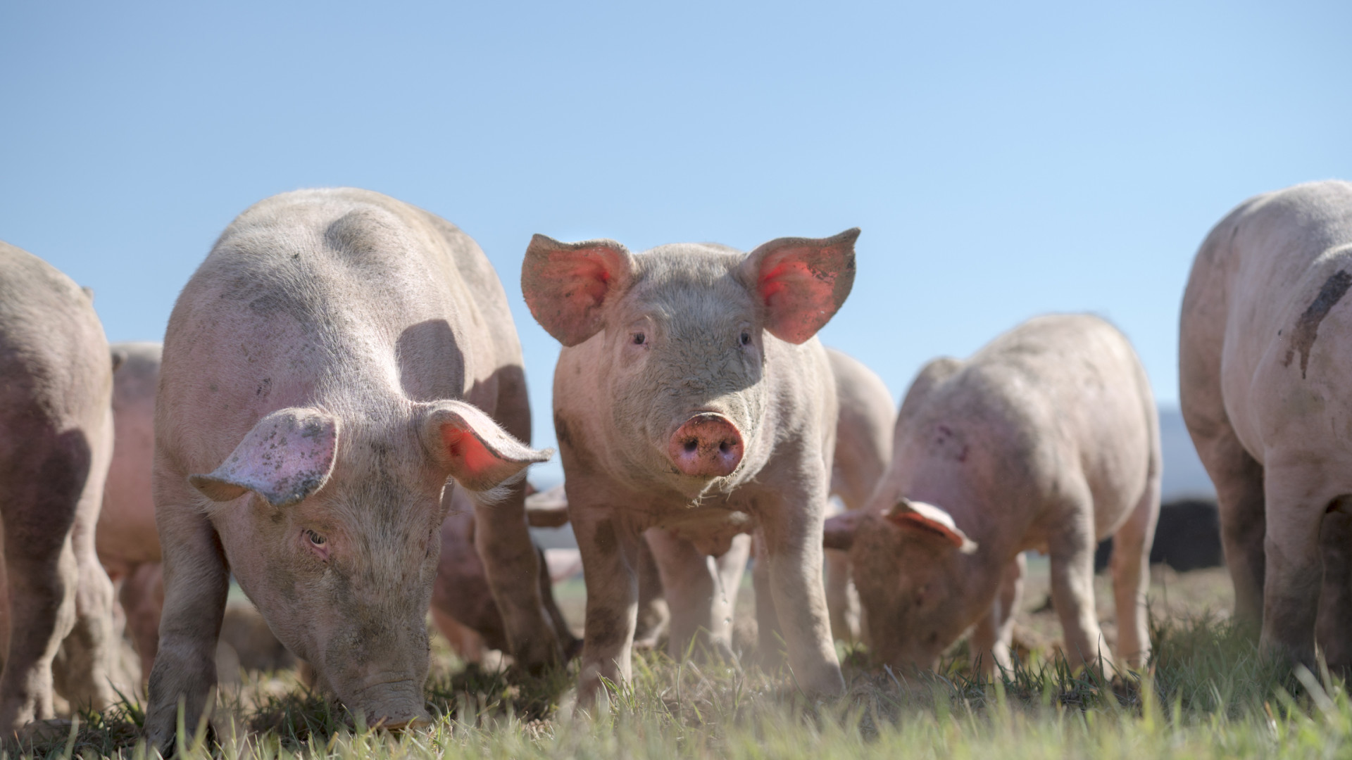 Agricultor polaco desaparecido foi comido por porcos