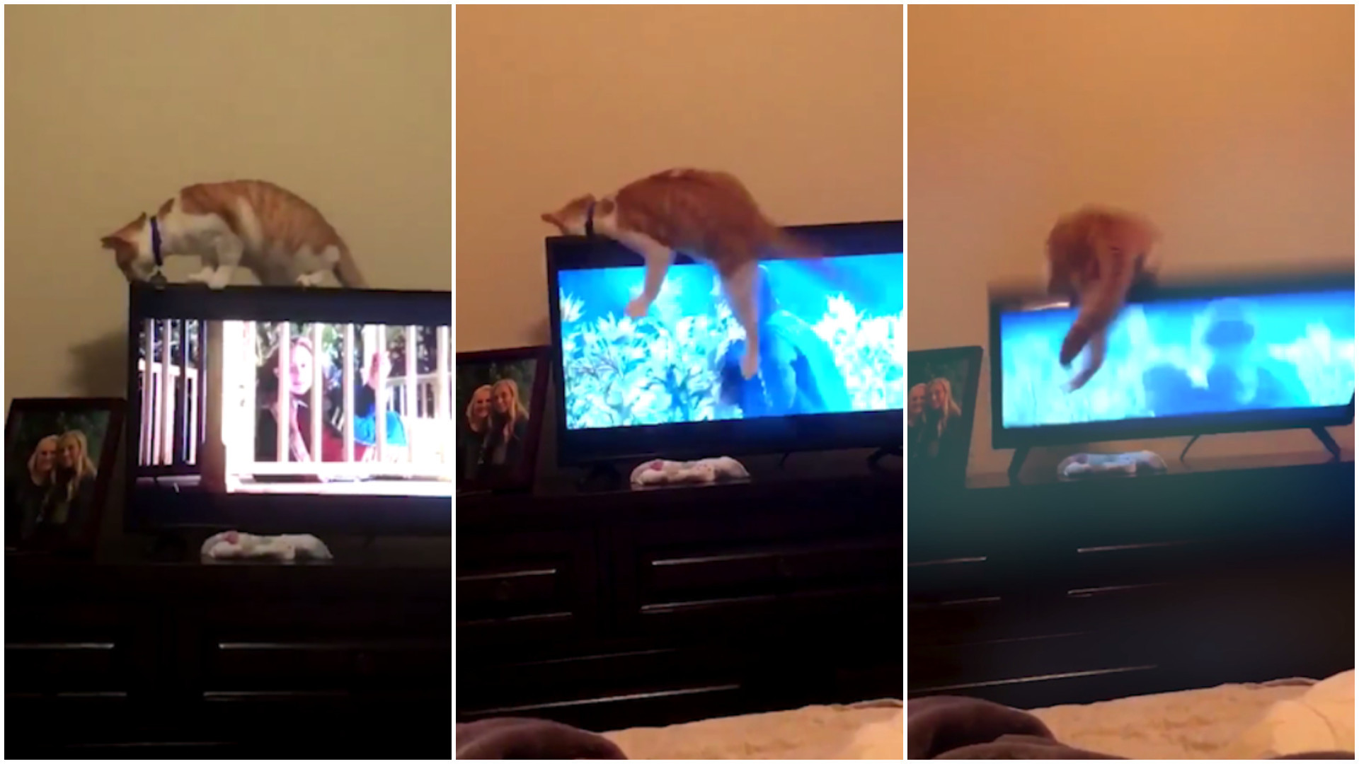 Gato perde equilíbrio e quebra televisão