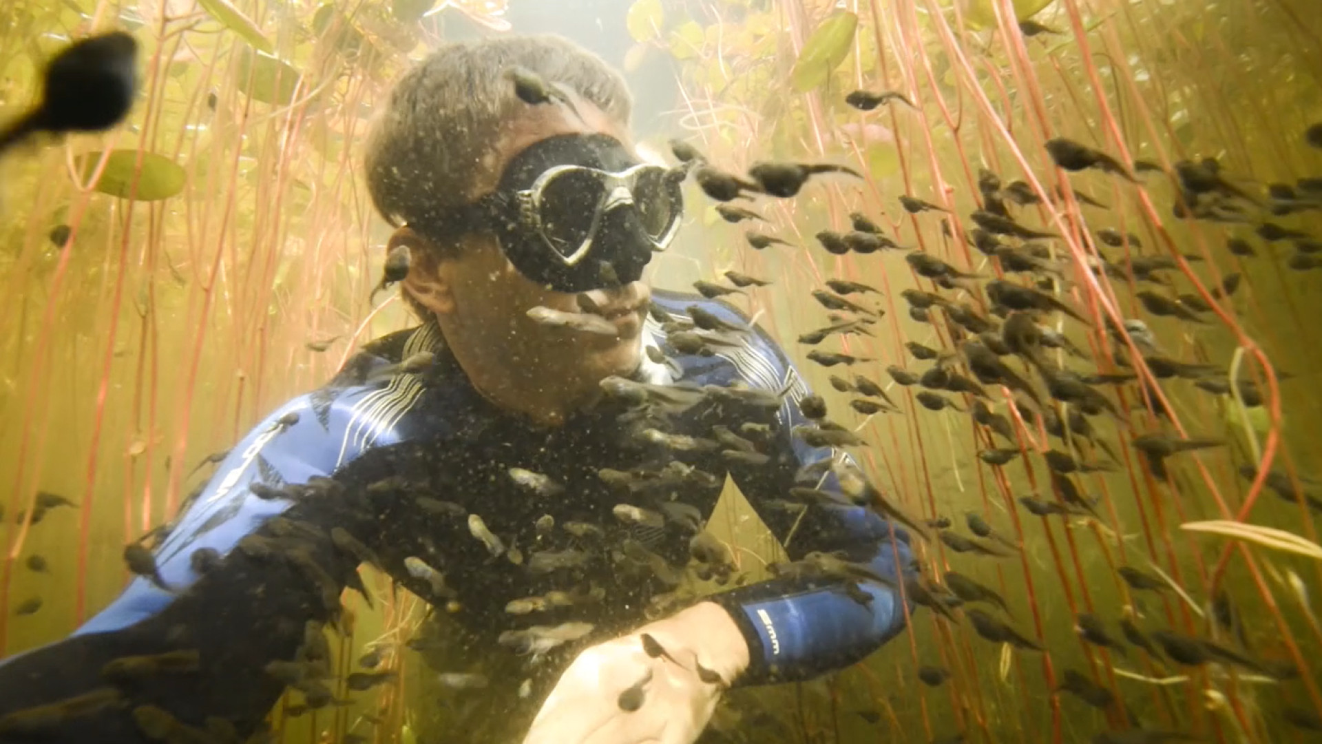 Mergulhador é surpreendido por milhares de girinos