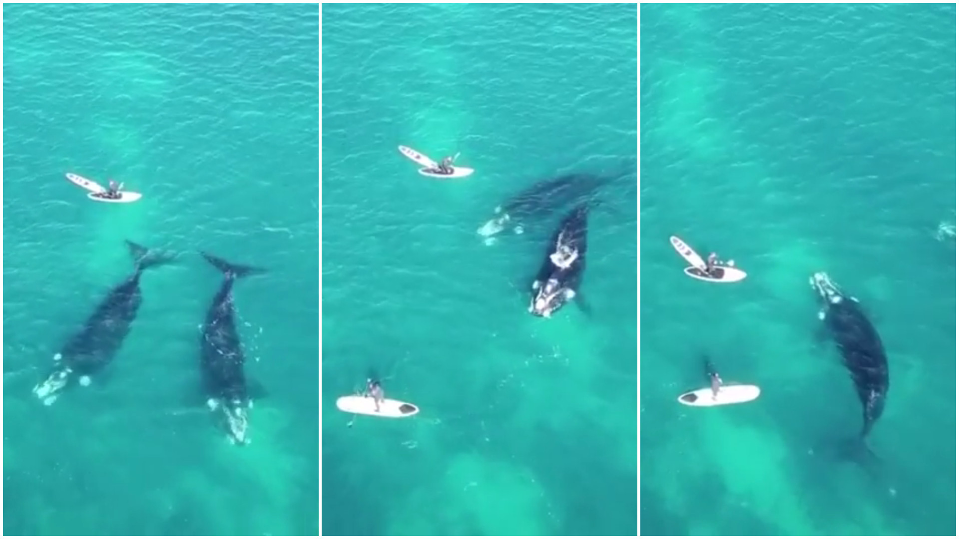 Pai e filho têm encontro emocionante com baleias na Austrália
