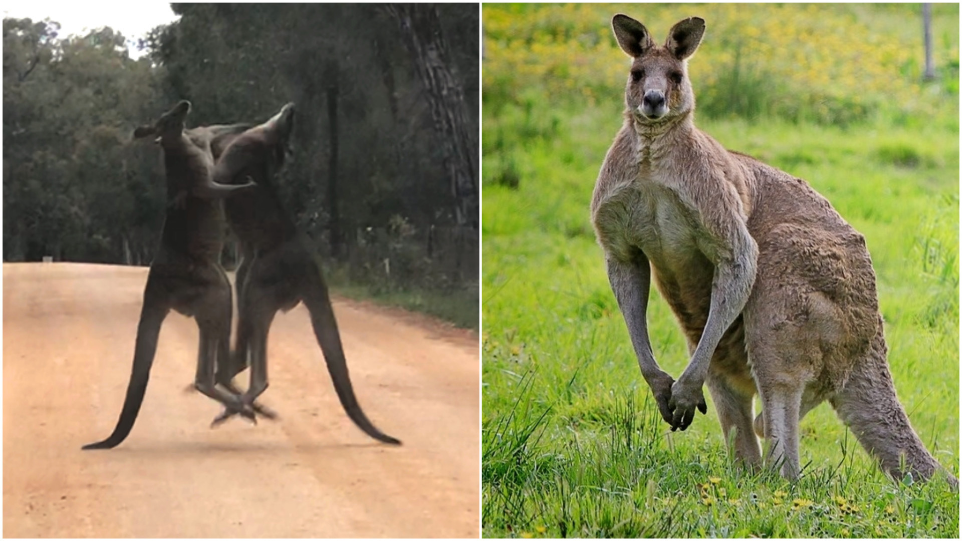 Cangurus são vistos 'lutando' no meio de estrada na Austrália