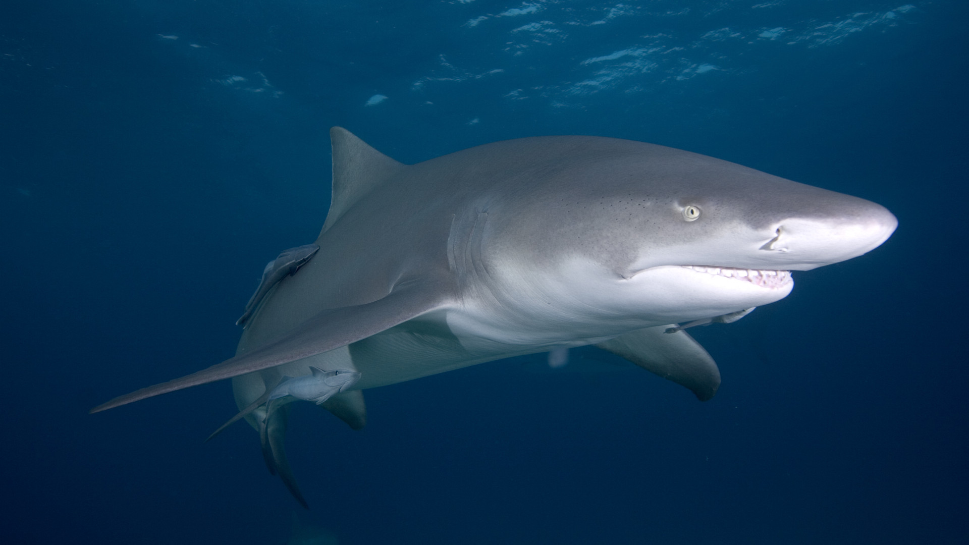 Tubarões "incrivelmente famintos" atacam equipe da Netflix em filmagens