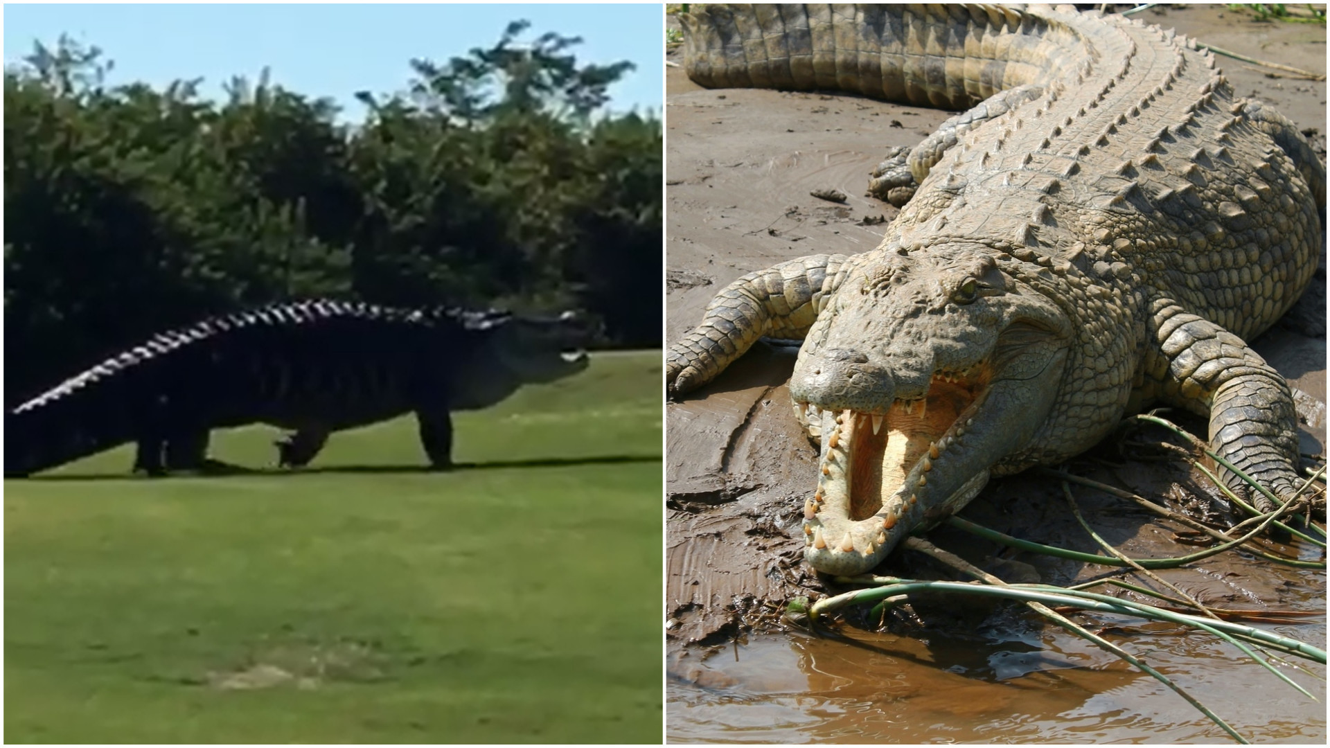 Jacaré ou dinossauro? Animal assusta jogador em campo de golfe