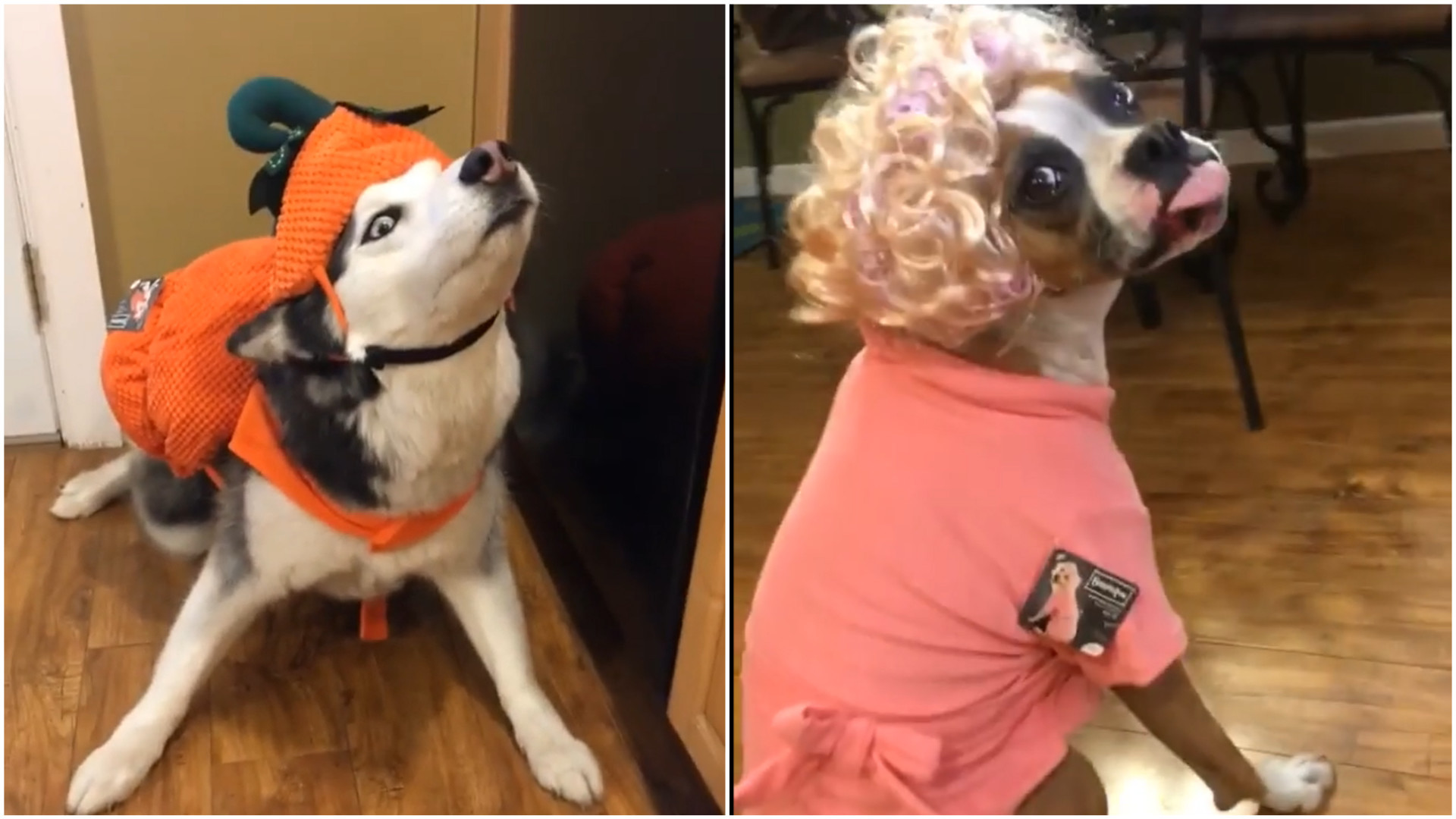 Estes cachorros estão prontos para o Halloween