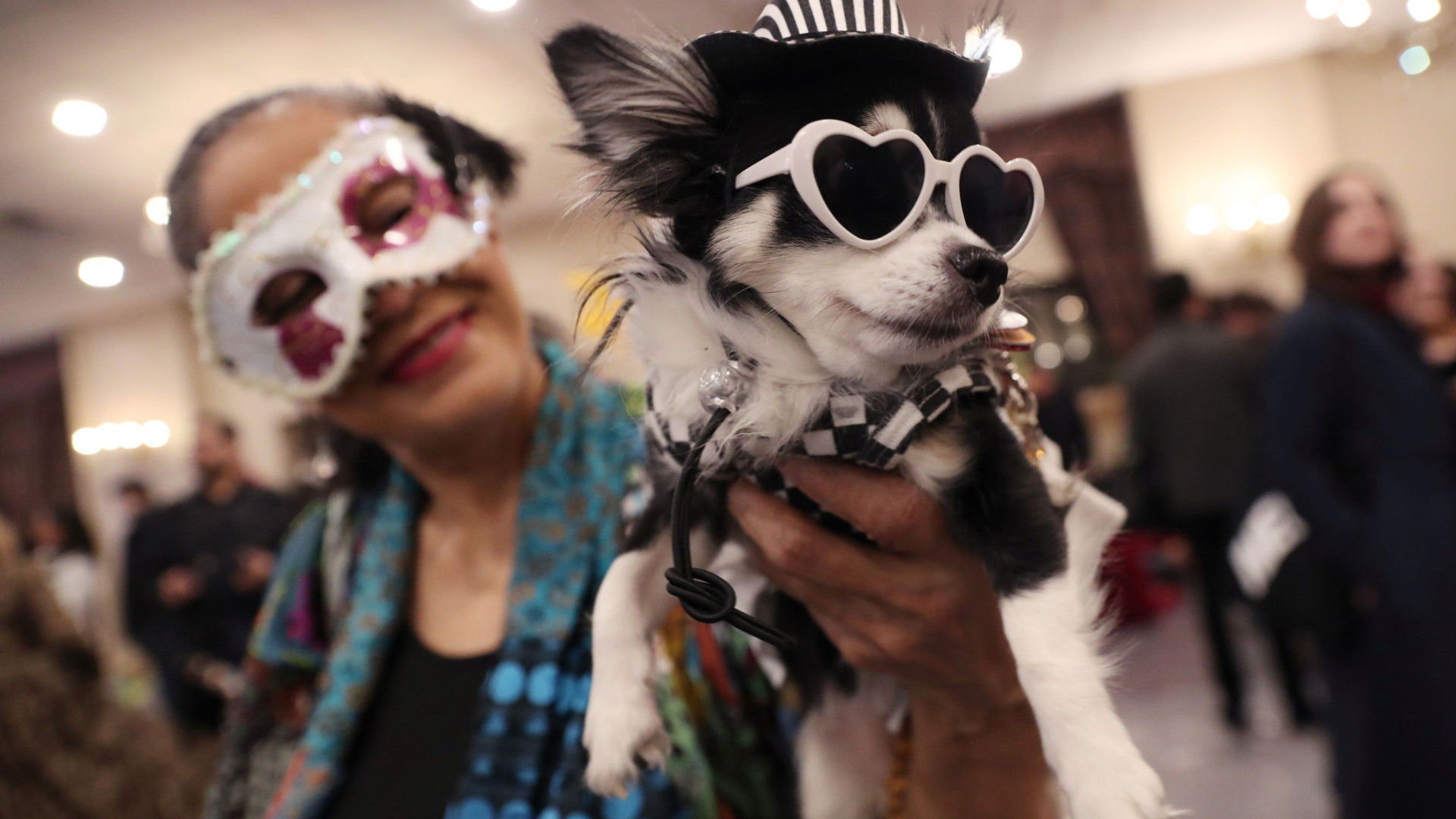Em Nova York, os cães também tiveram direito a desfile de moda